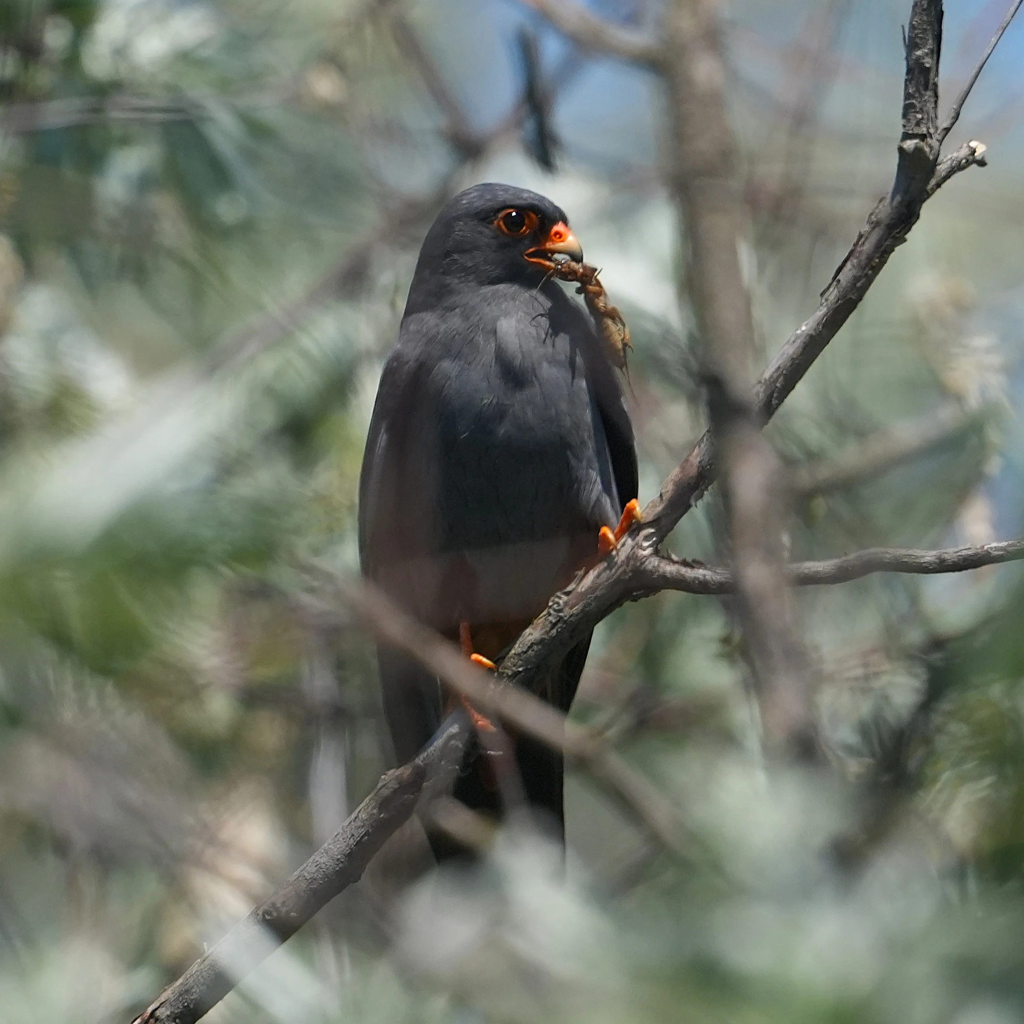 Red-footed Falcon, Lacul Histria, Romania — photo by Jim Bennett