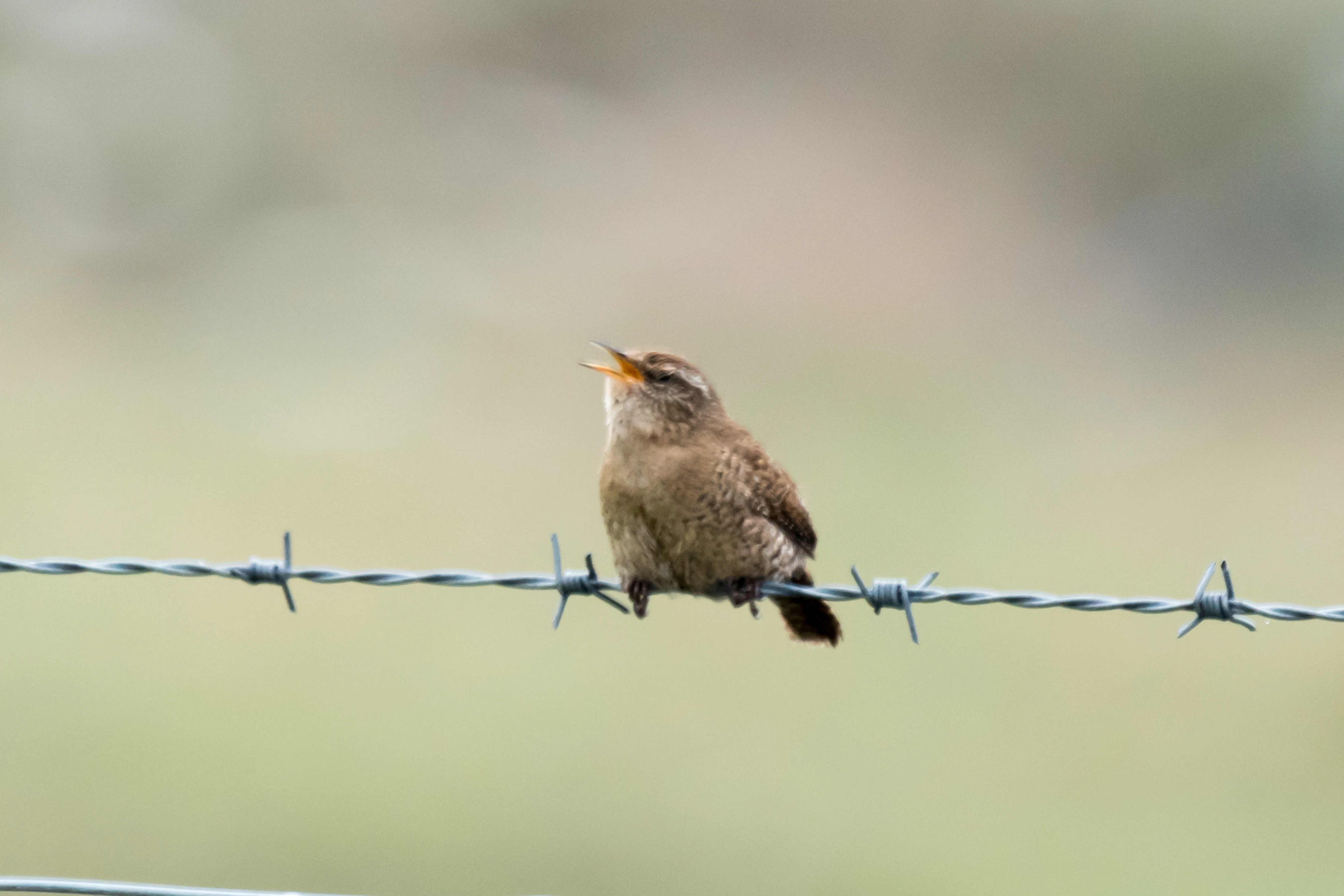 Wren, Unst, UK — photo by Jim Bennett