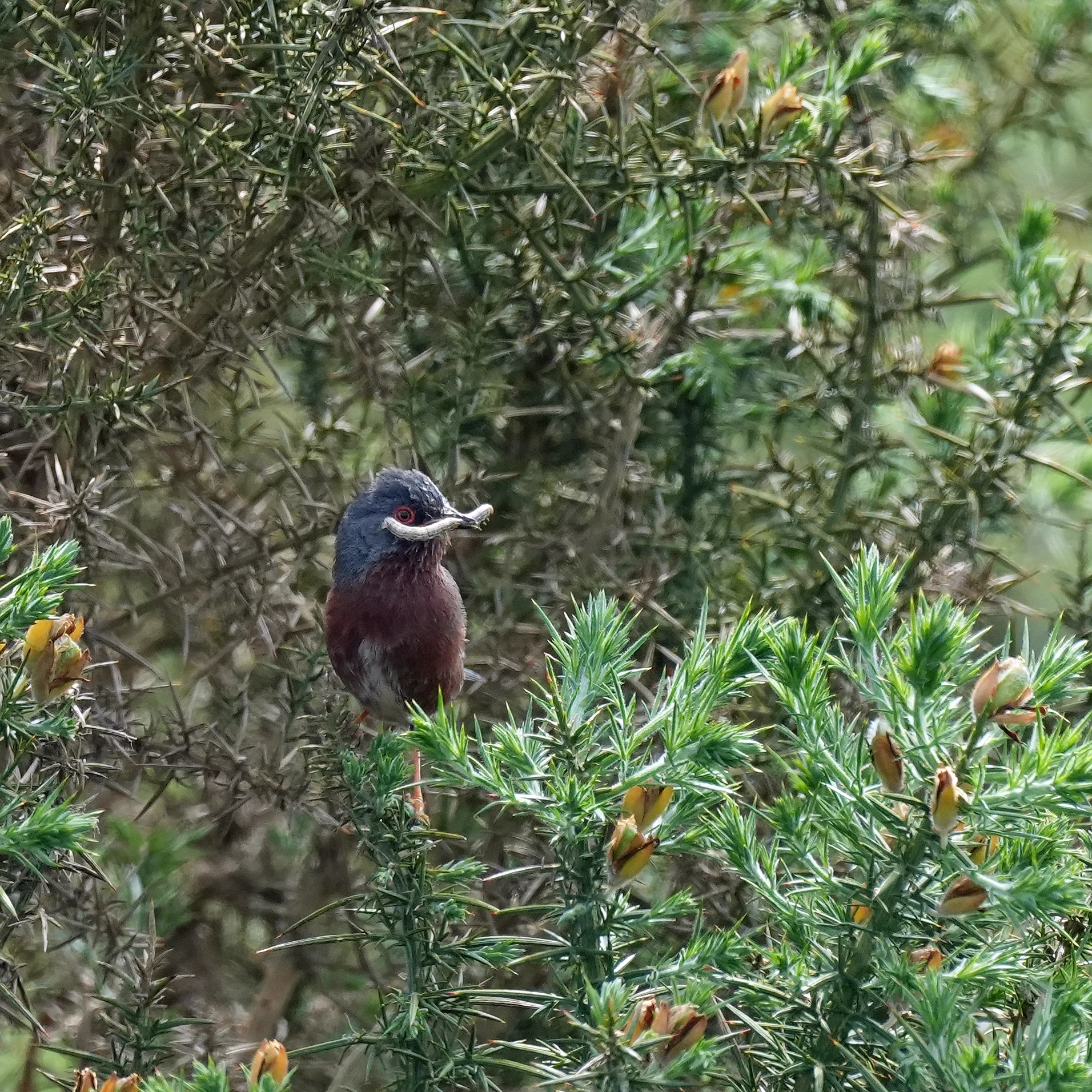 Dartford Warbler, New Forest, UK — photo by Jim Bennett