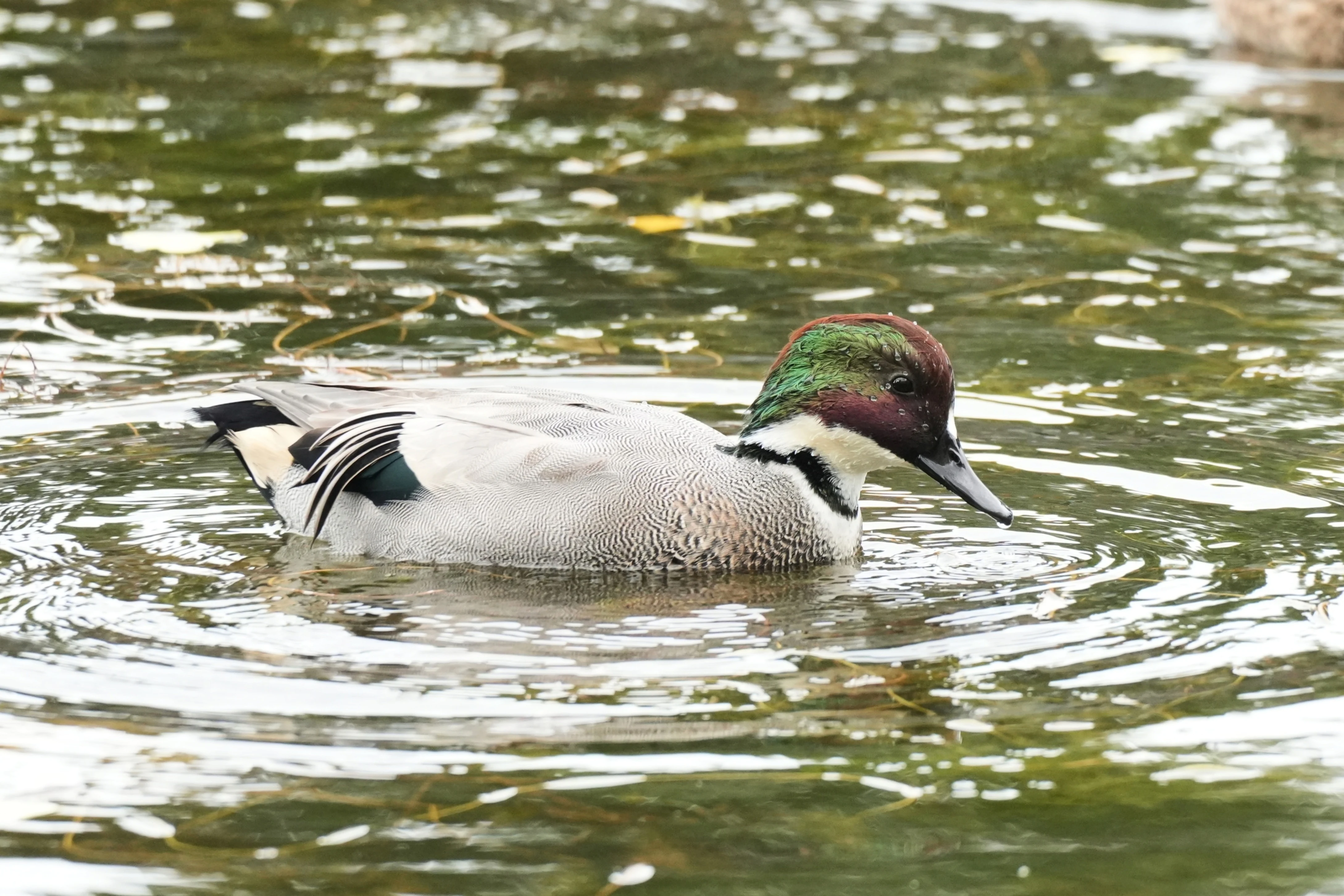 Falcated Duck, Imperial Palace Moat, Tokyo, Japan — photo by Jim Bennett