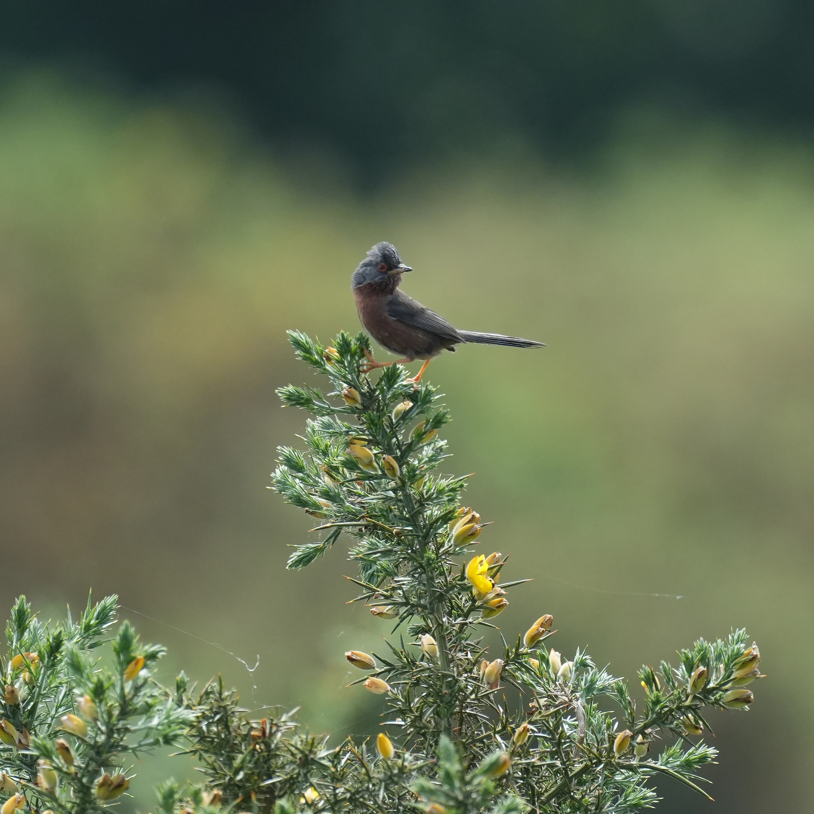 Dartford Warbler, New Forest, UK — photo by Jim Bennett