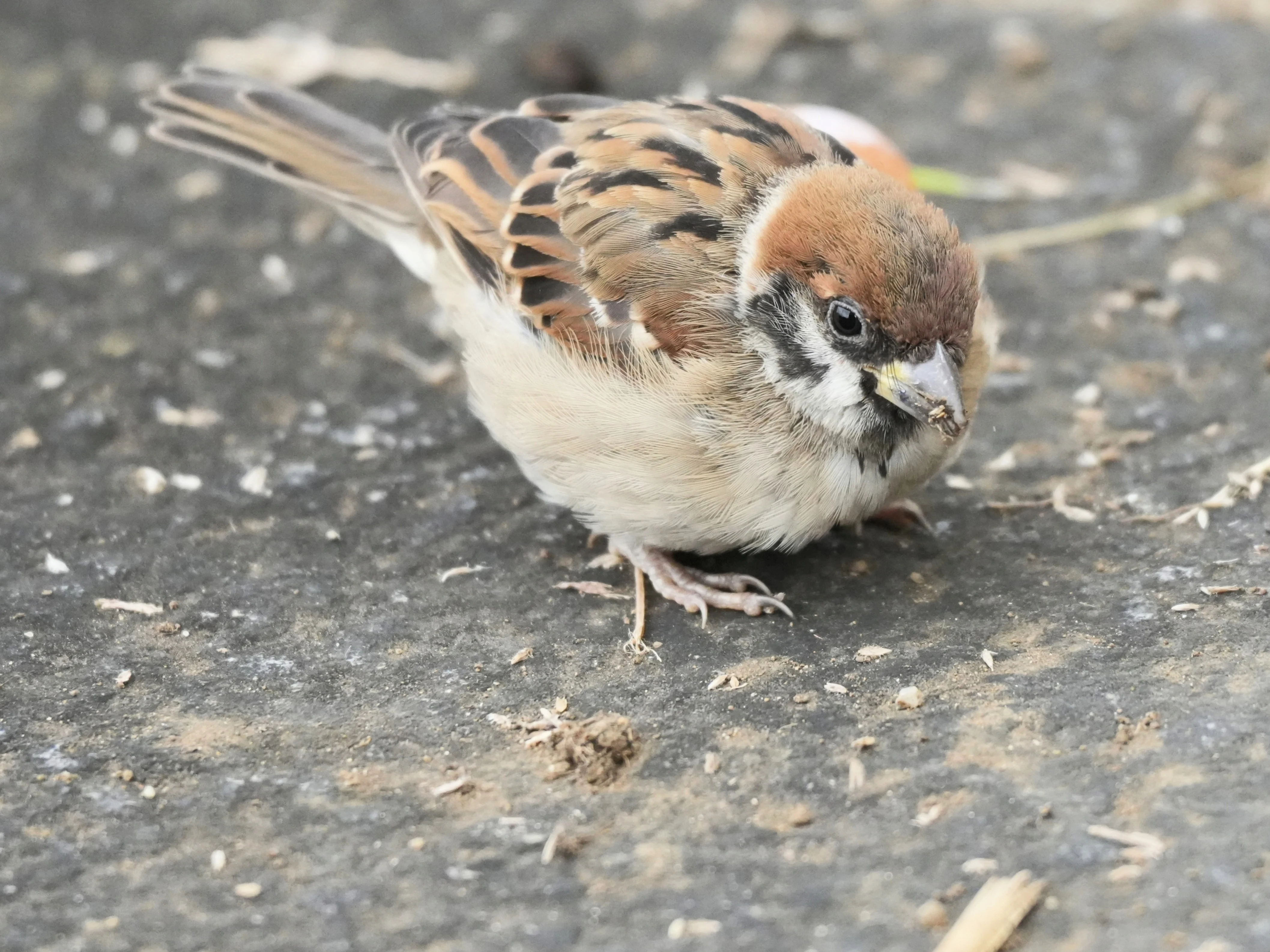 Tree Sparrow, Imperial Palace Moat, Tokyo, Japan — photo by Jim Bennett