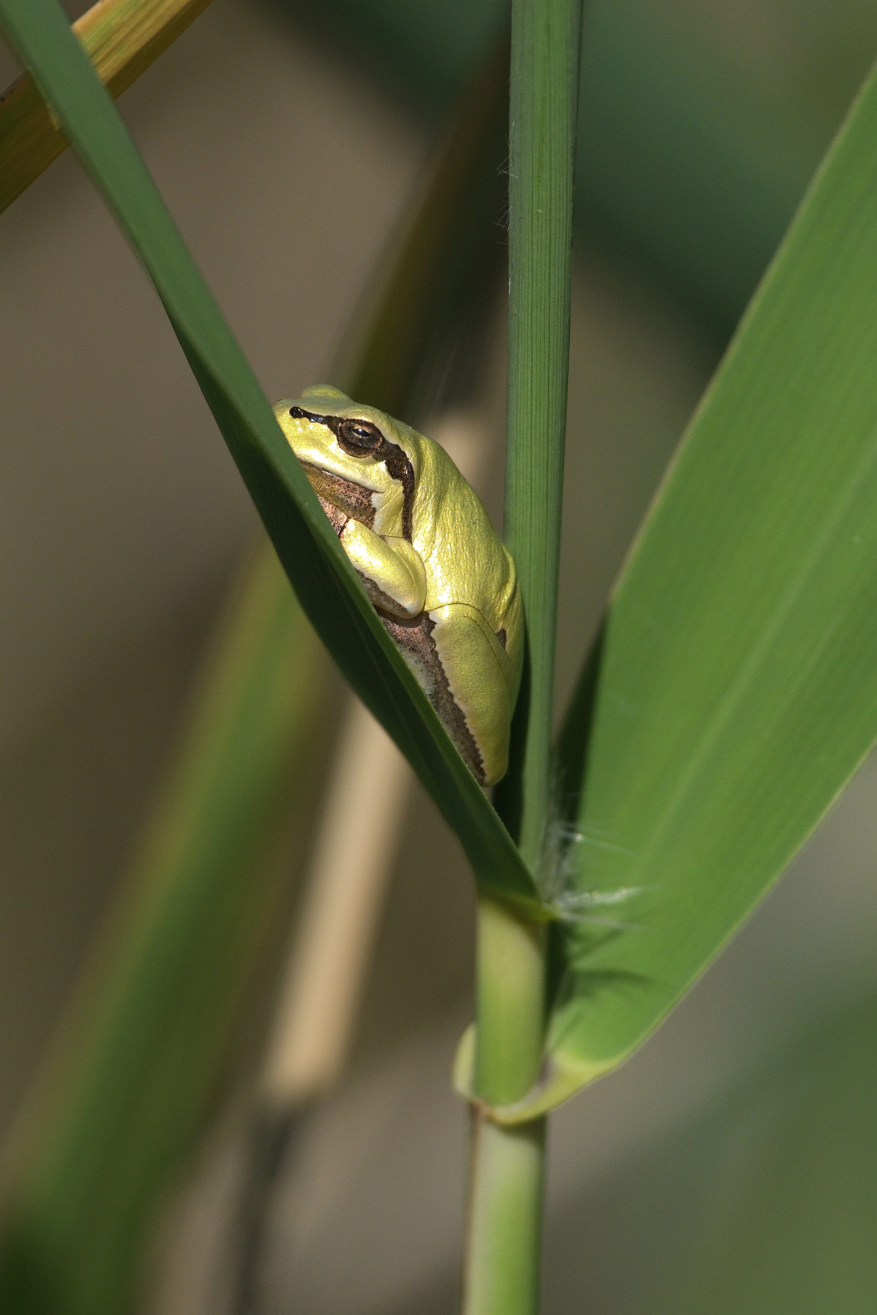 Tree Frog, Vadu, Romania — photo by Jim Bennett