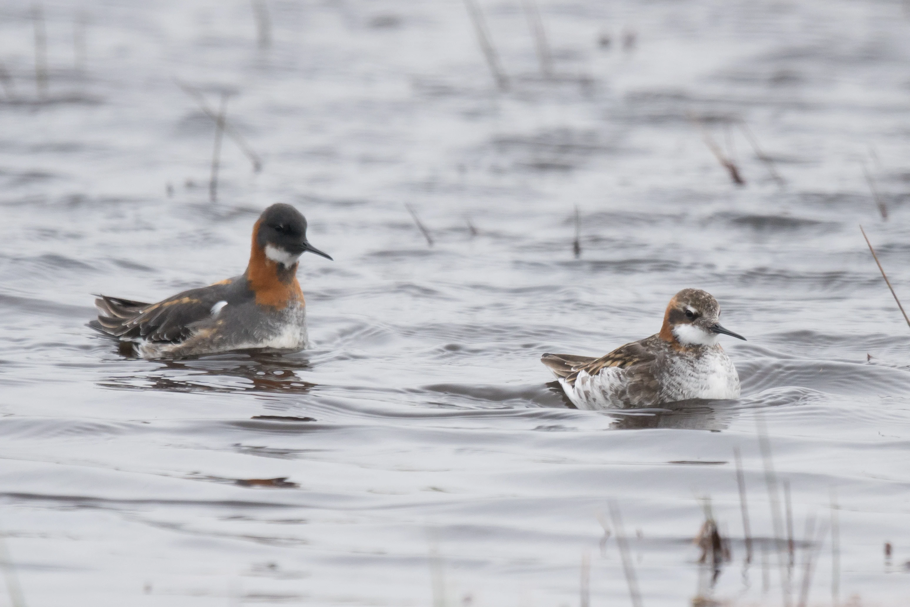 Red-necked Phalaropes, Shetland, UK — photo by Jim Bennett