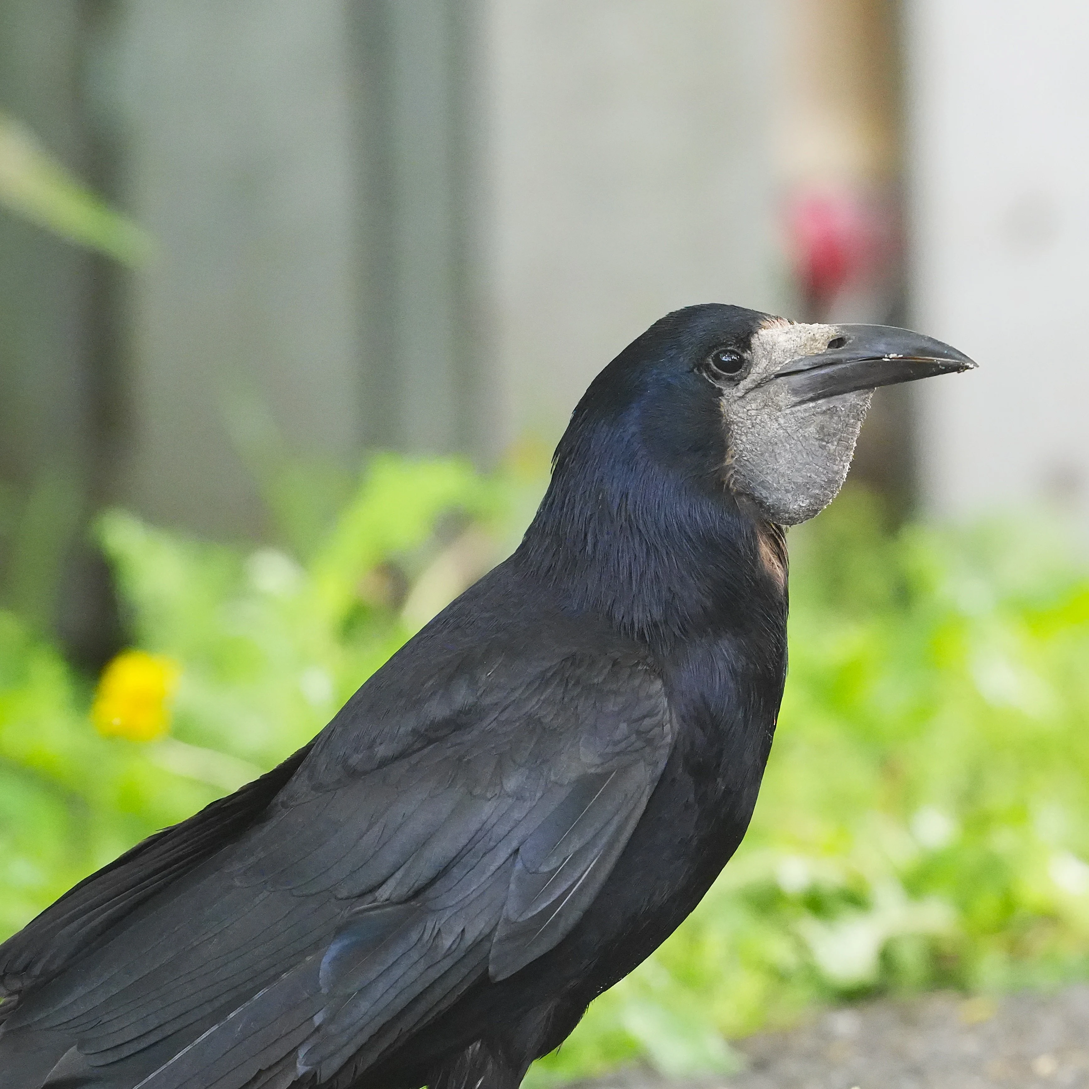 Rook, Romania — photo by Jim Bennett