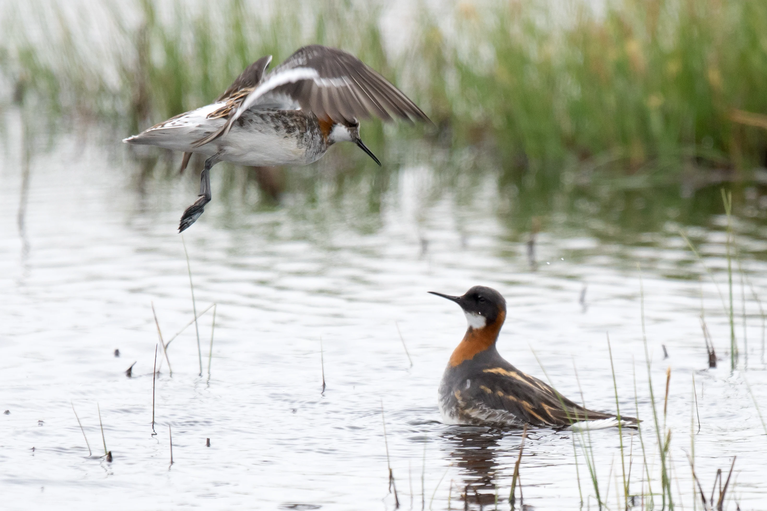 Red-necked Phalaropes, Shetland, UK — photo by Jim Bennett
