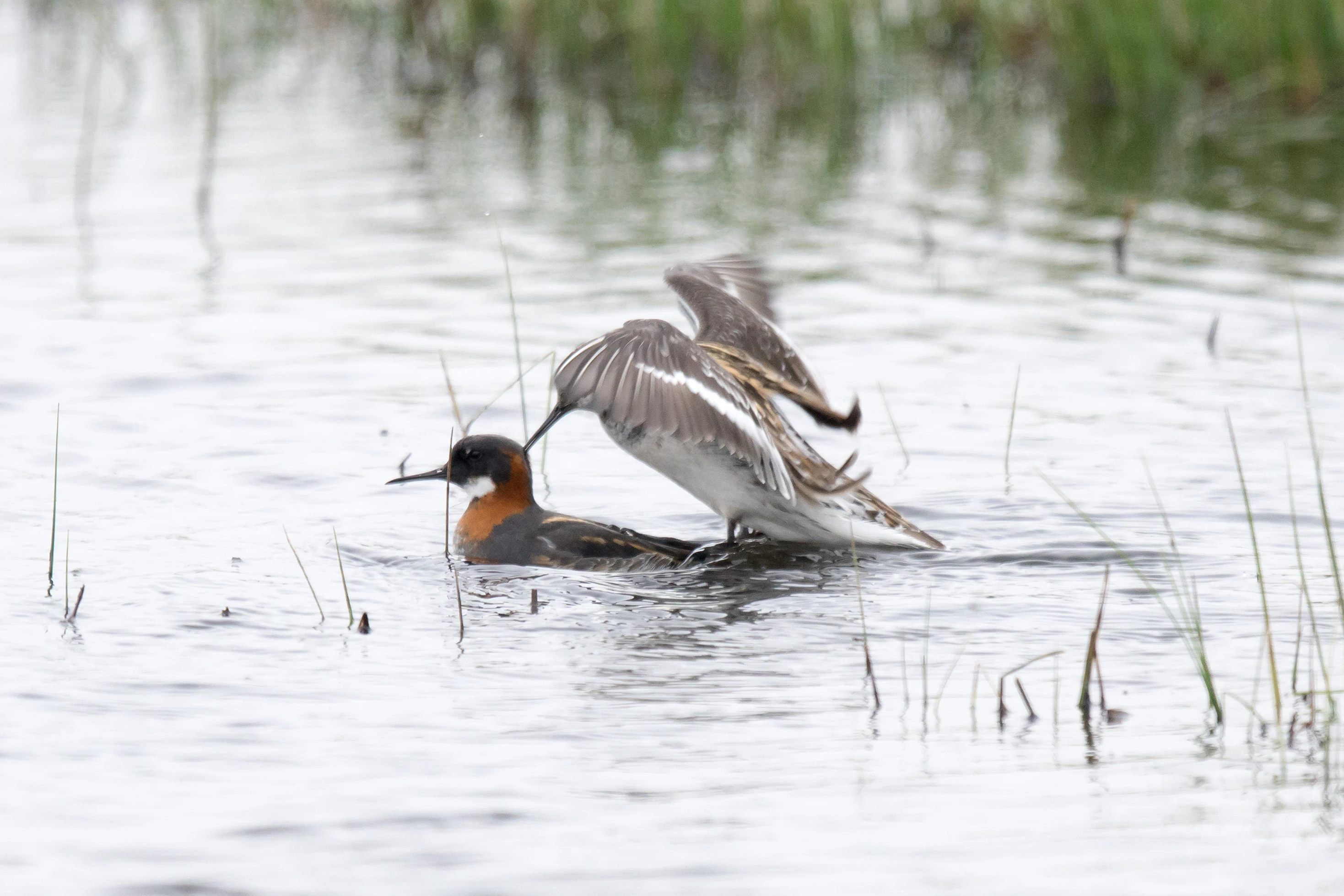 Red-necked Phalaropes, Shetland, UK — photo by Jim Bennett