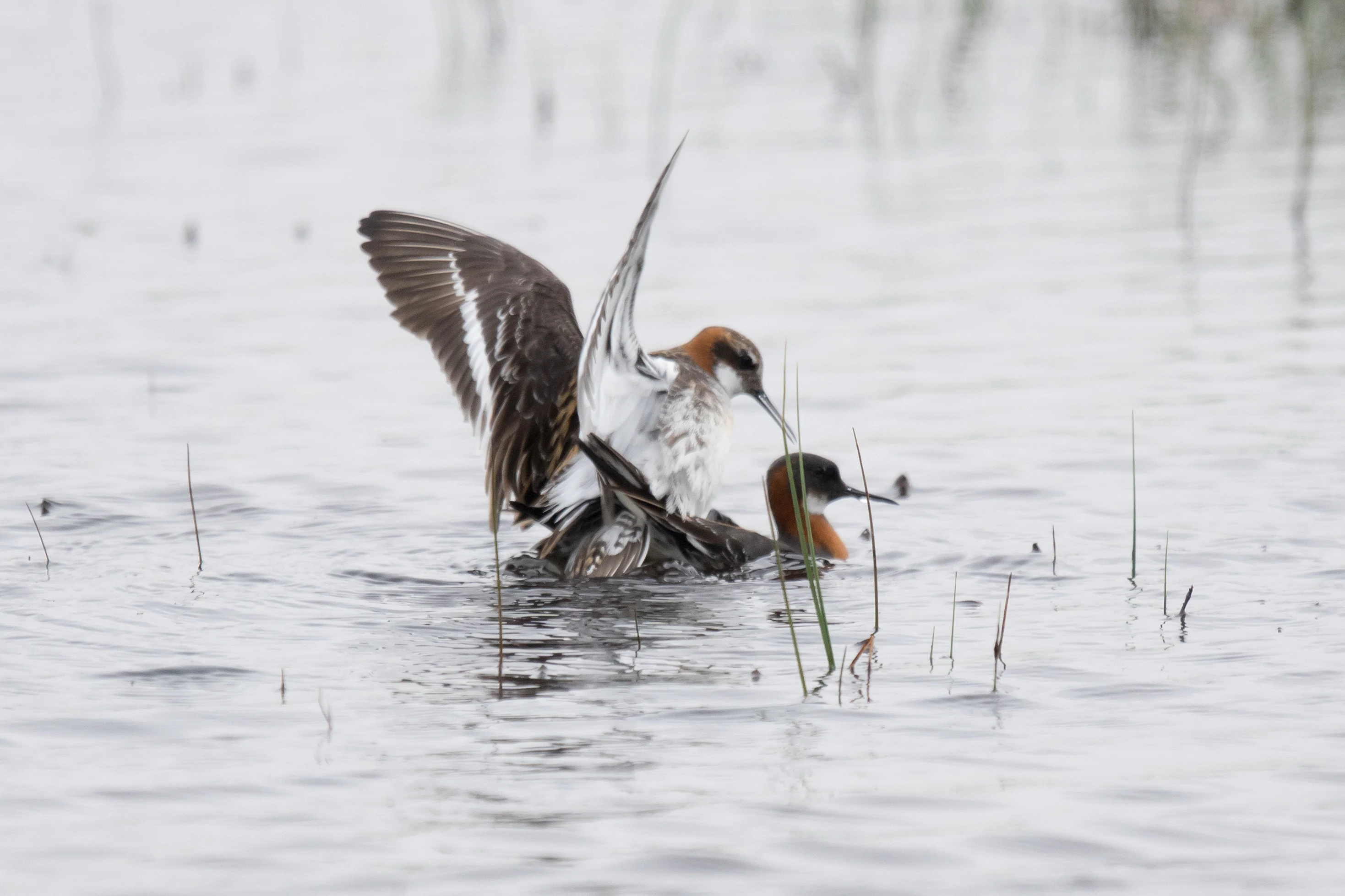 Red-necked Phalaropes, Shetland, UK — photo by Jim Bennett