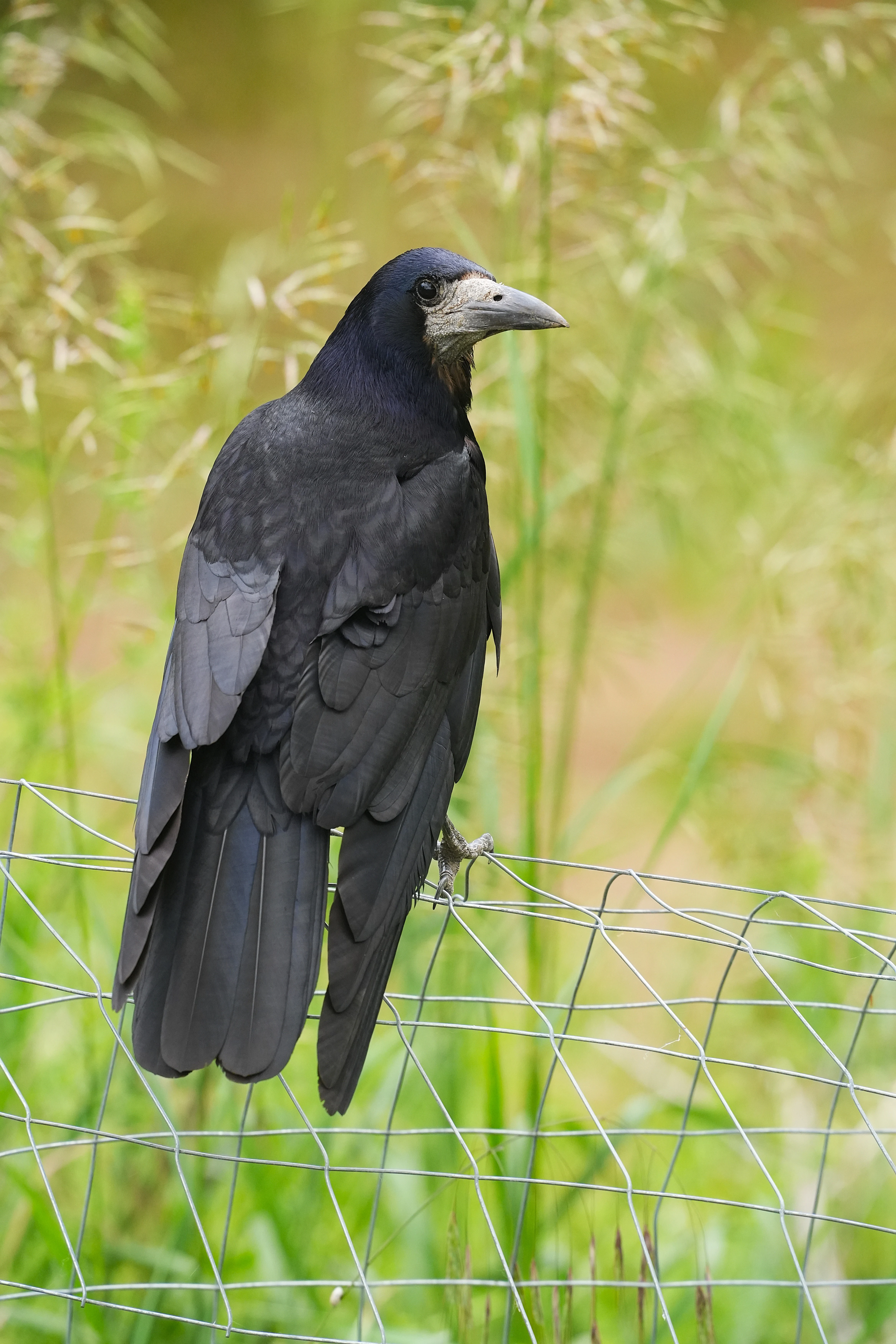 Rook, Romania — photo by Jim Bennett