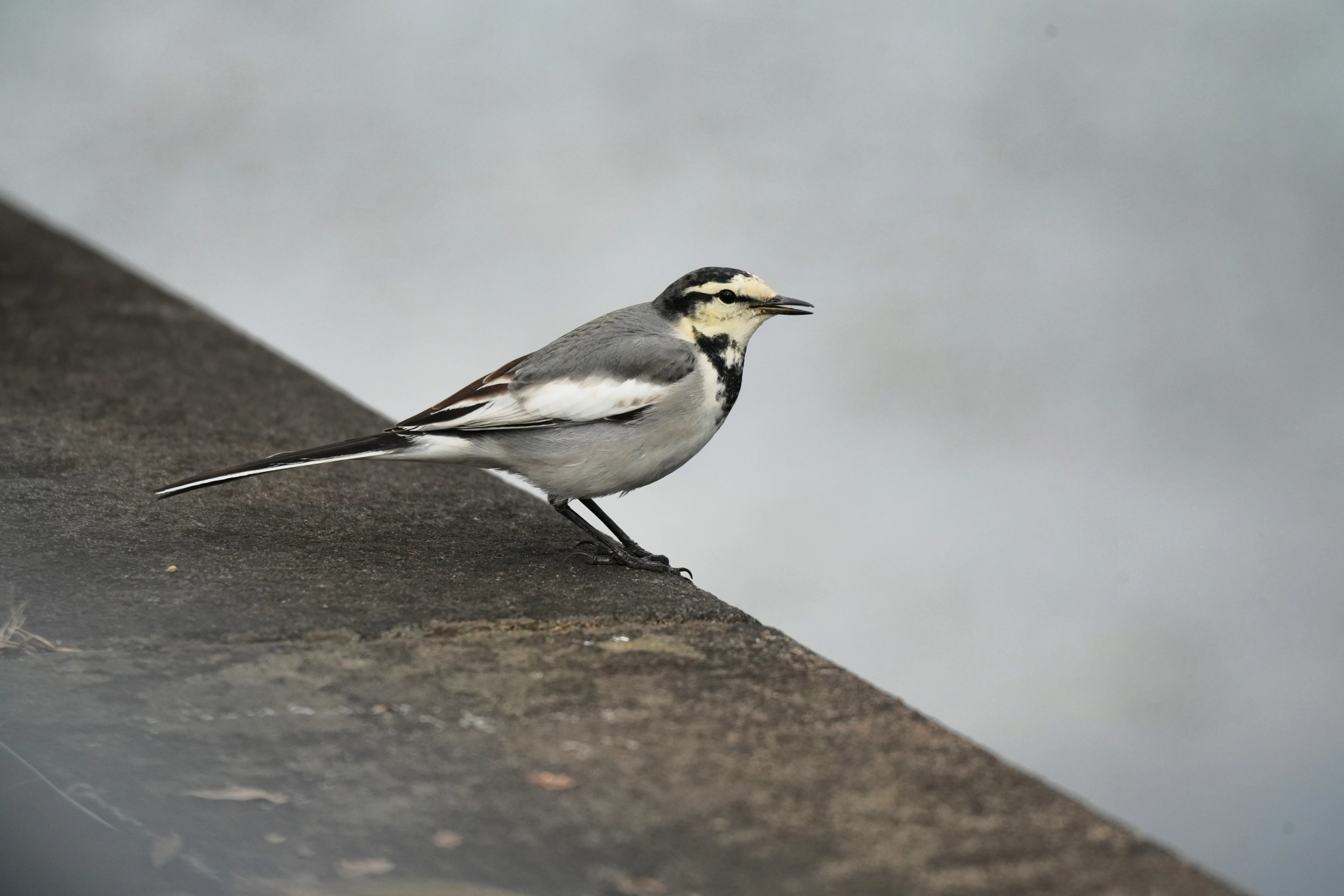 White Wagtail, Imperial Palace Moat, Tokyo, Japan — photo by Jim Bennett