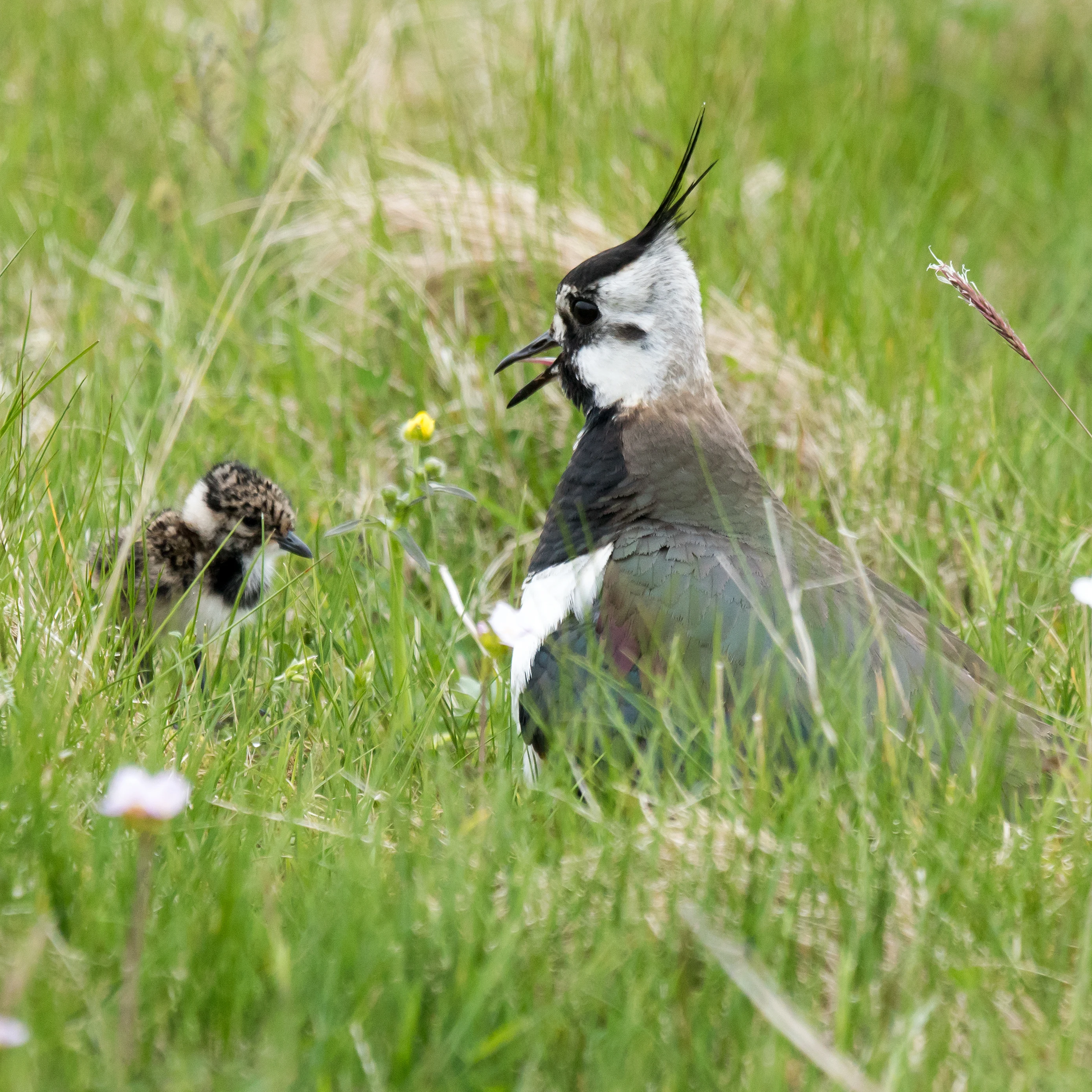 Lapwing & chick, Unst, UK — photo by Jim Bennett
