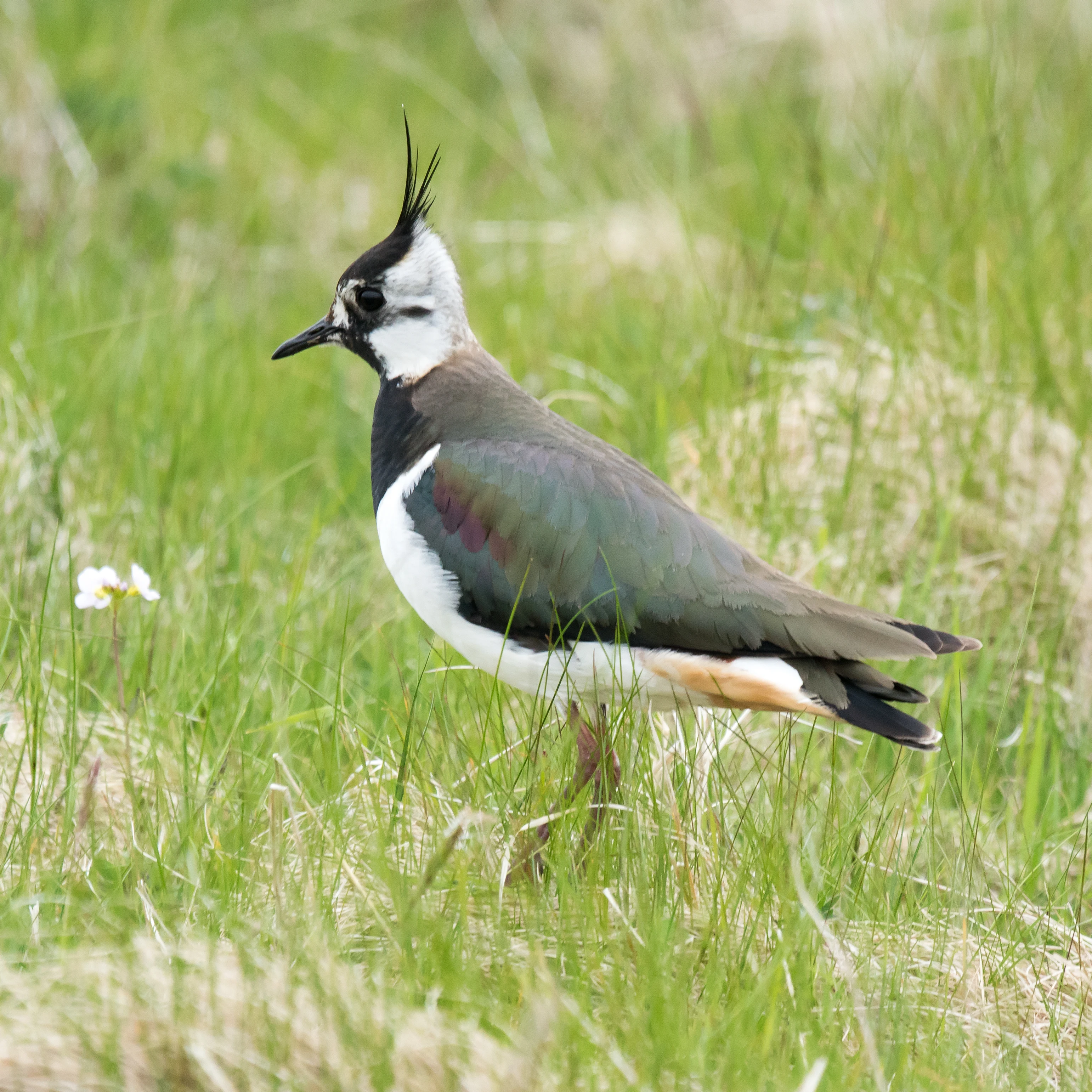 Lapwing, Unst, UK — photo by Jim Bennett