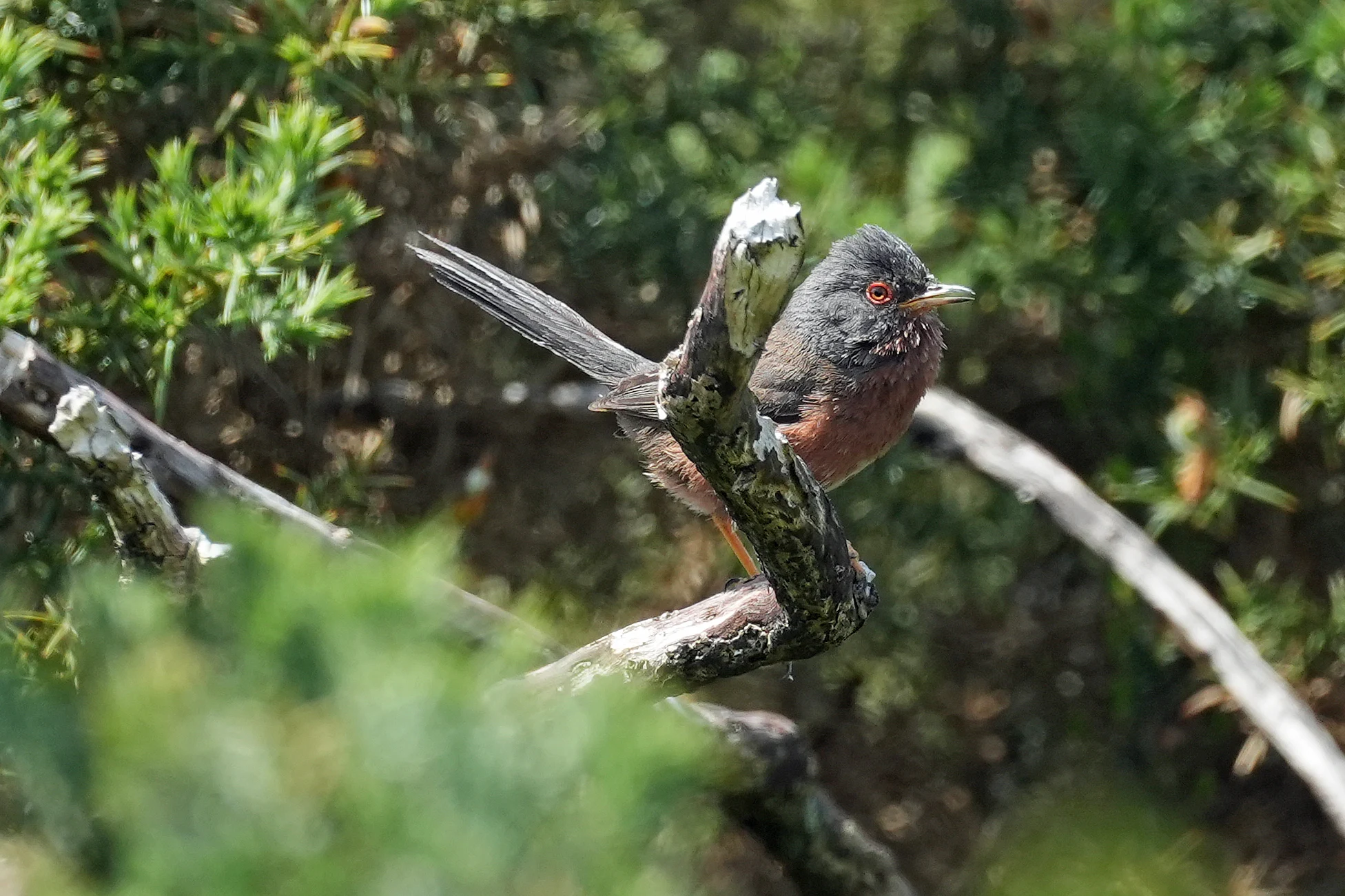 Dartford Warbler, New Forest, UK — photo by Jim Bennett