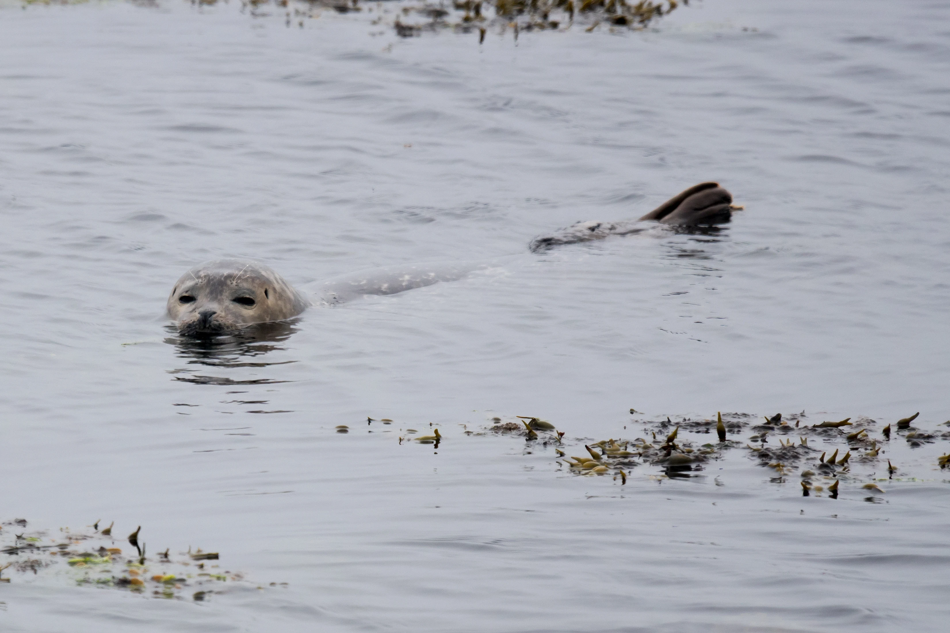 Common Seal, Unst, UK — photo by Jim Bennett