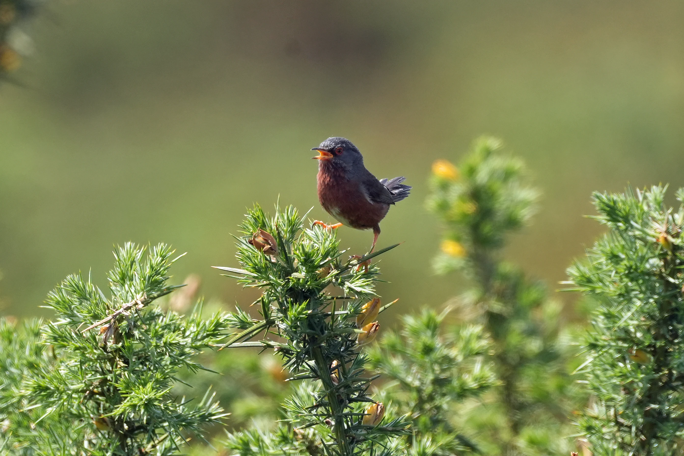 Dartford Warbler, New Forest, UK — photo by Jim Bennett