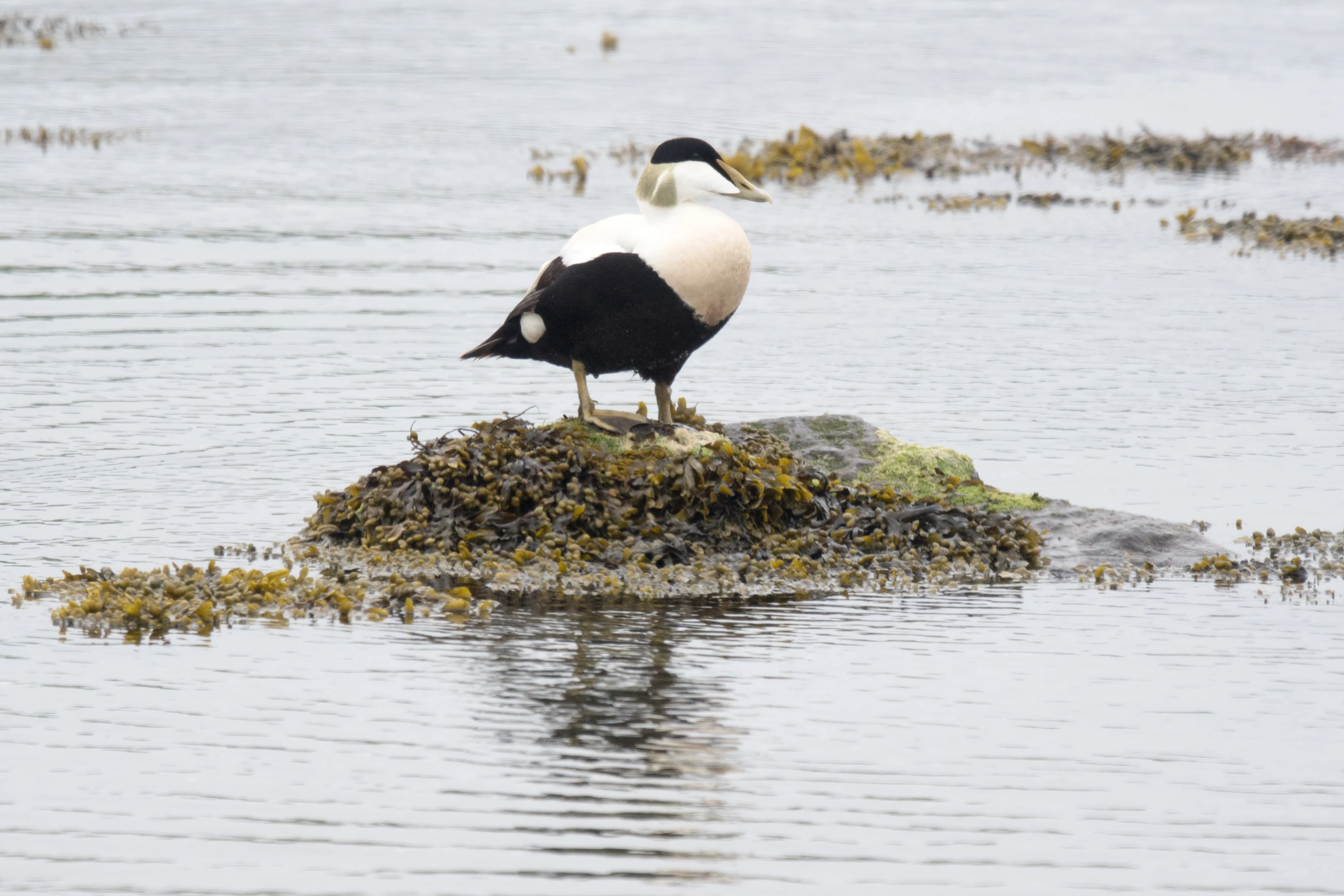 Eider, Unst, UK — photo by Jim Bennett