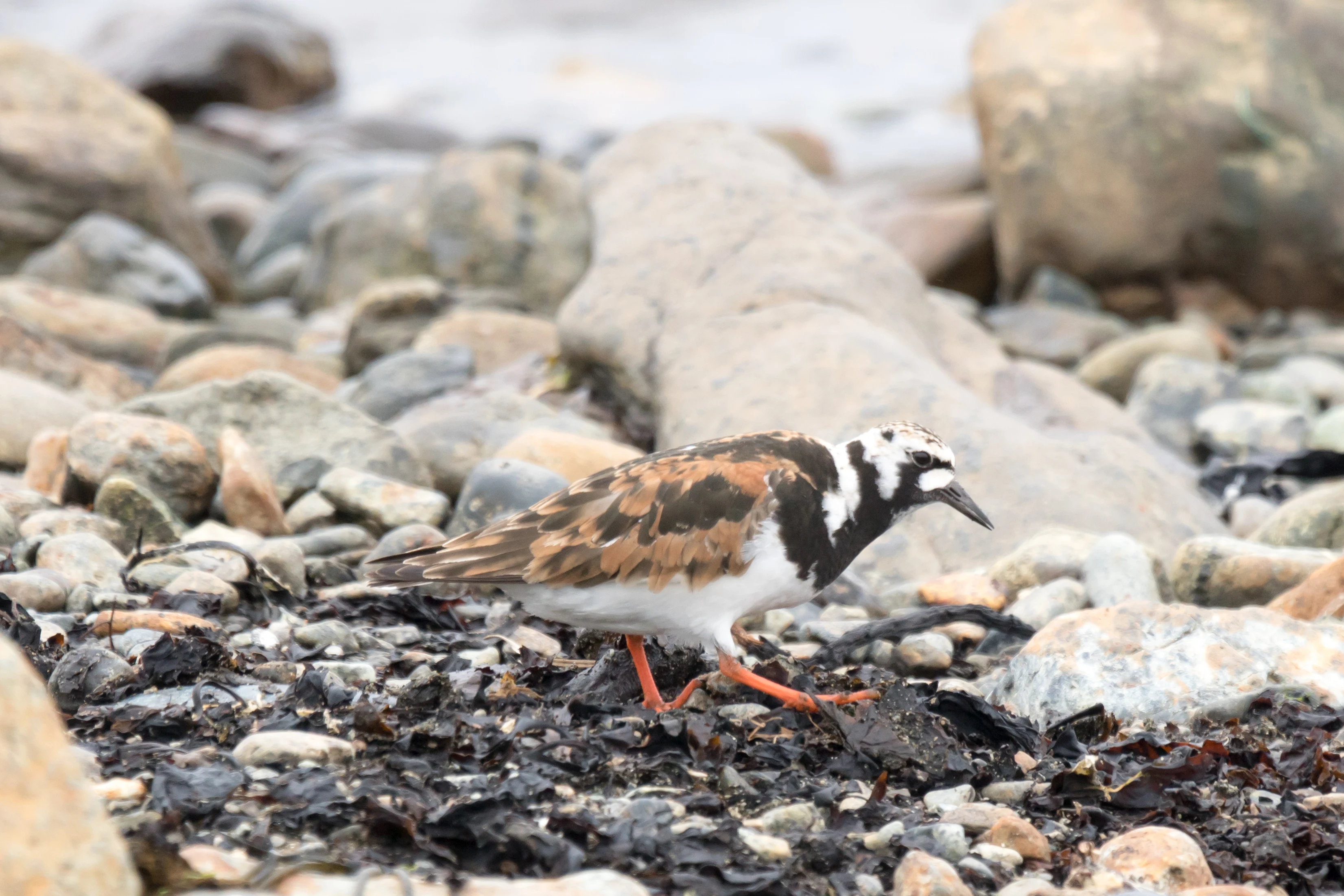 Turnstone, Unst, UK — photo by Jim Bennett