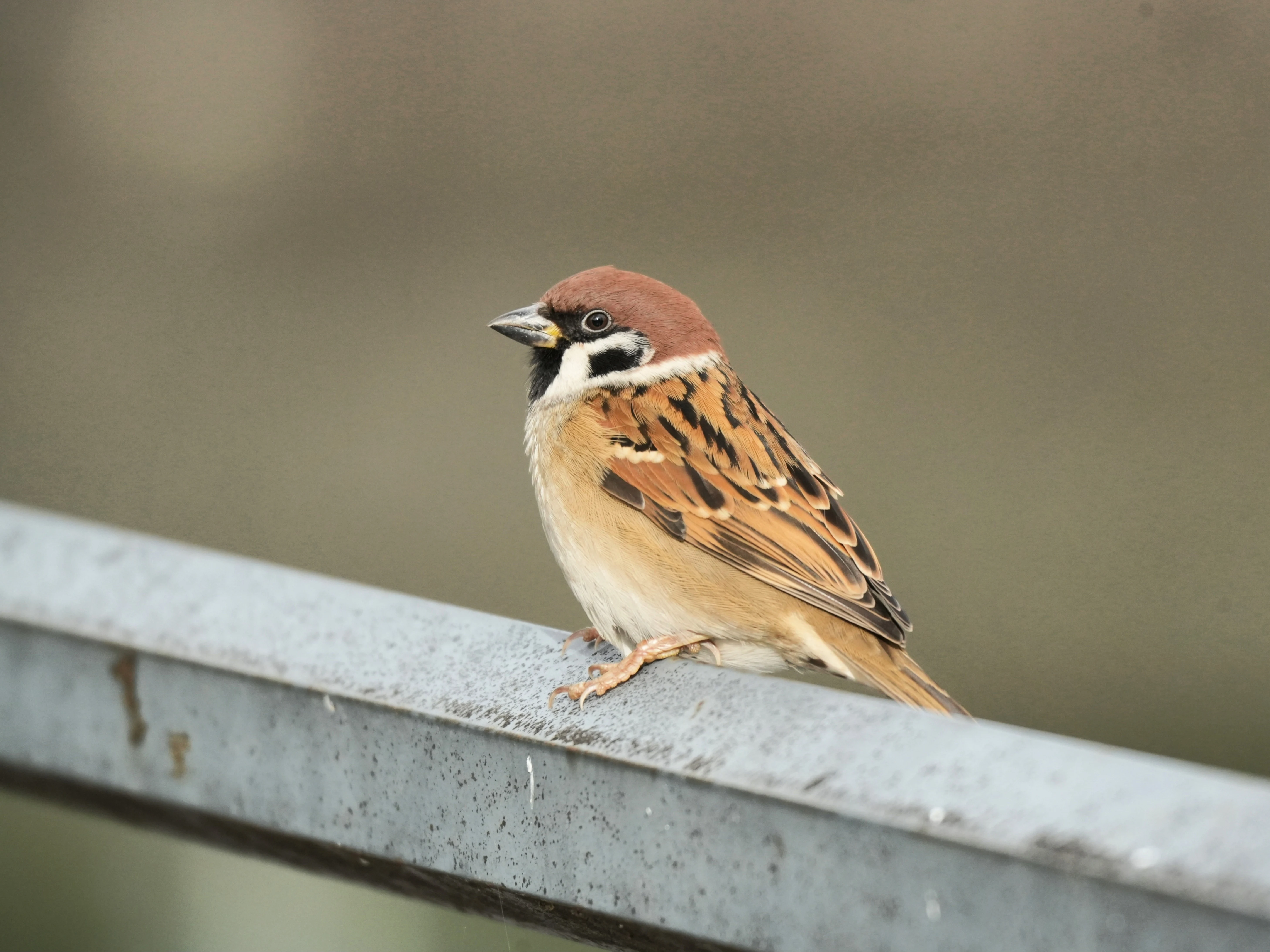 Tree Sparrow, Imperial Palace Moat, Tokyo, Japan — photo by Jim Bennett