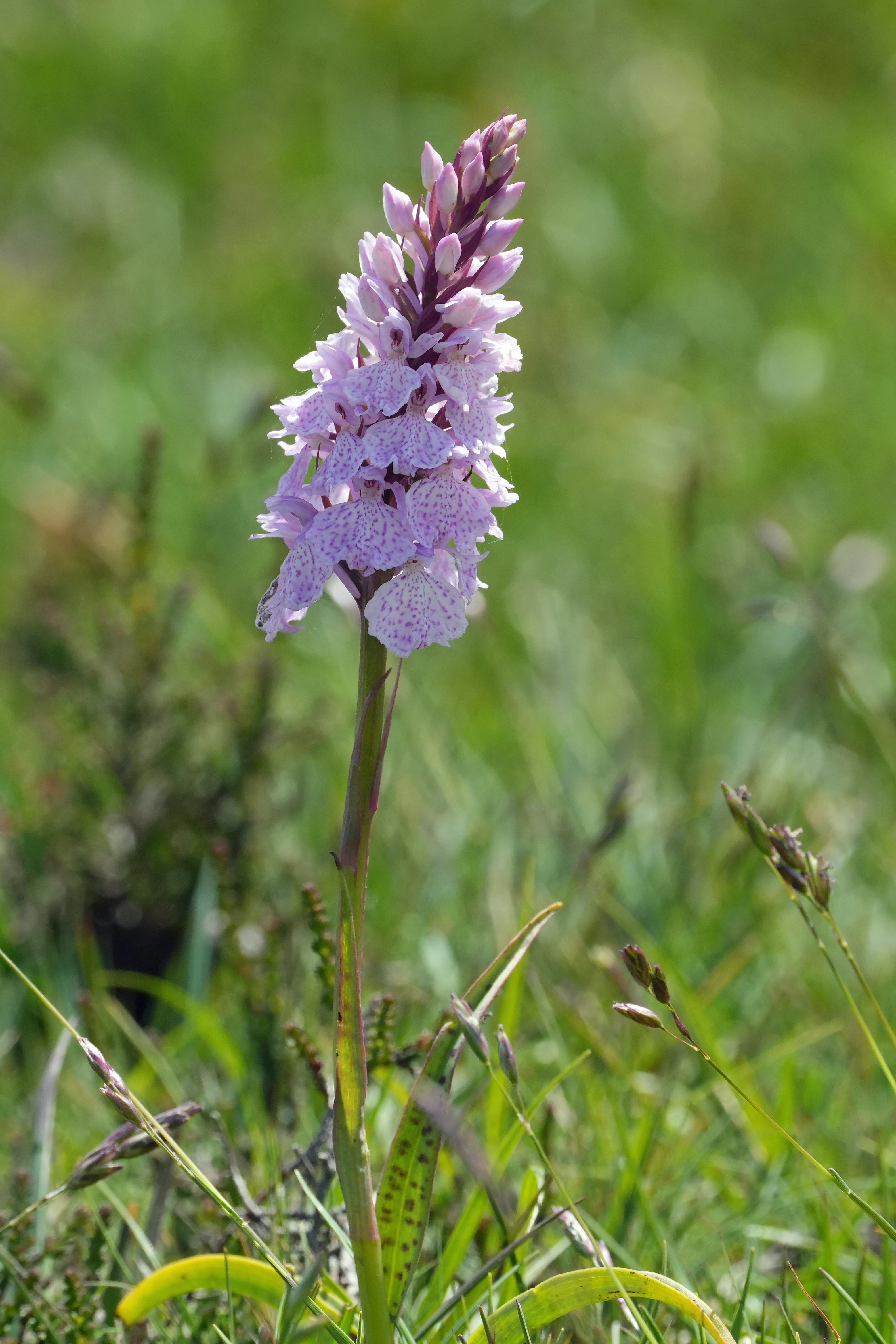 Heath Spotted Orchid, New Forest, UK — photo by Jim Bennett