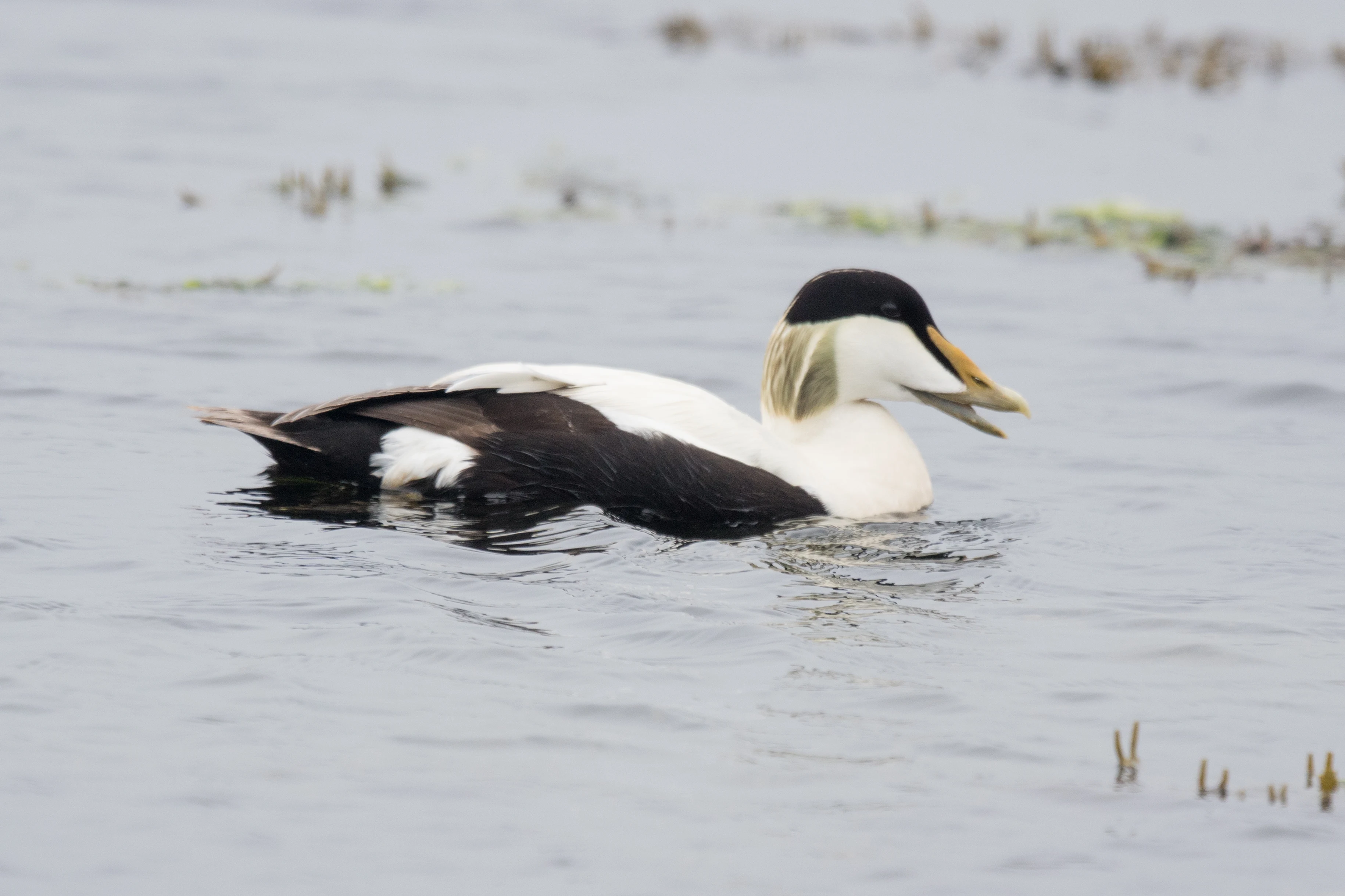 Eider, Unst, UK — photo by Jim Bennett
