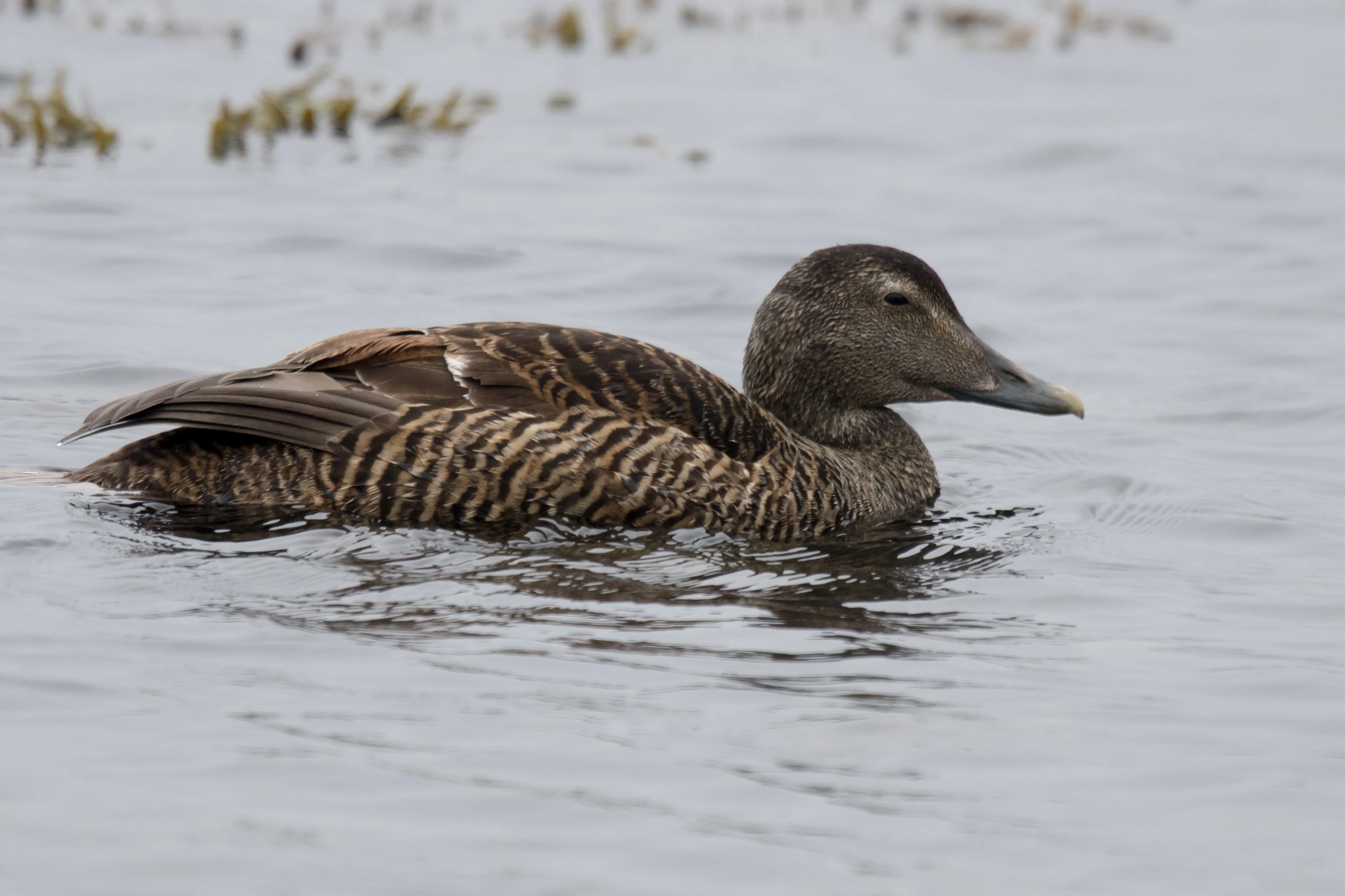 Eider, Unst, UK — photo by Jim Bennett