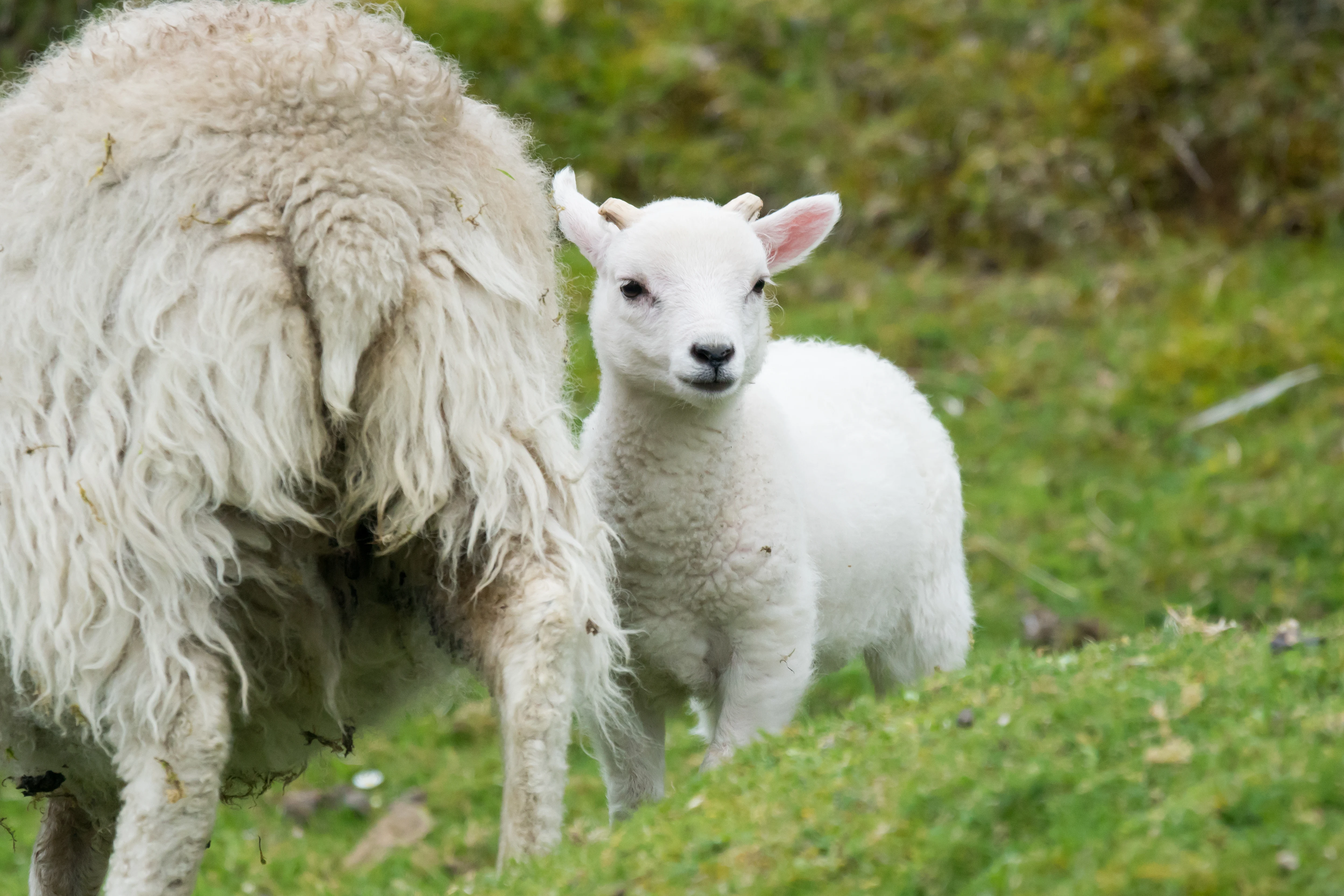 Lamb, Unst, UK — photo by Jim Bennett