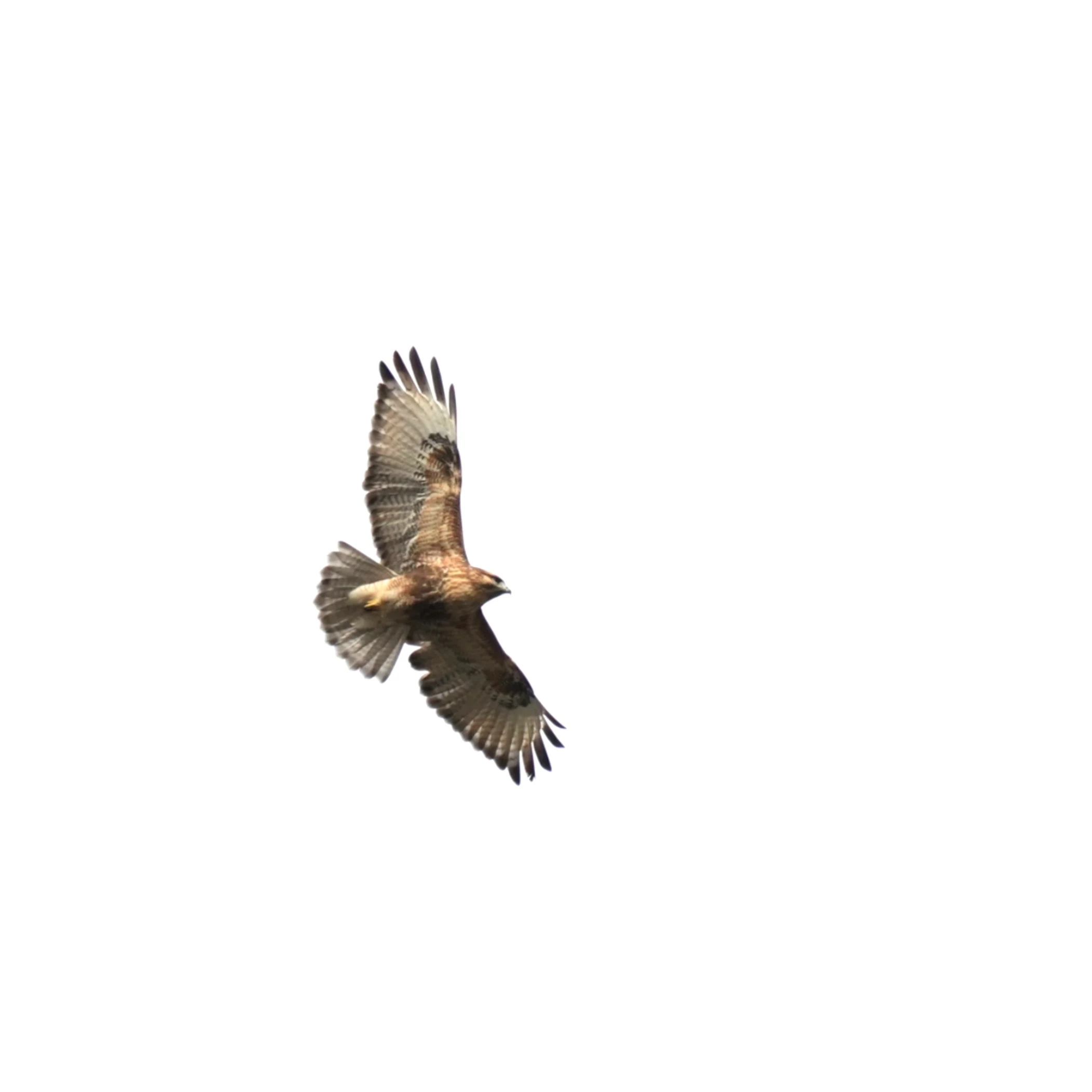 Japanese Buzzard, Imperial Palace Moat, Tokyo, Japan — photo by Jim Bennett