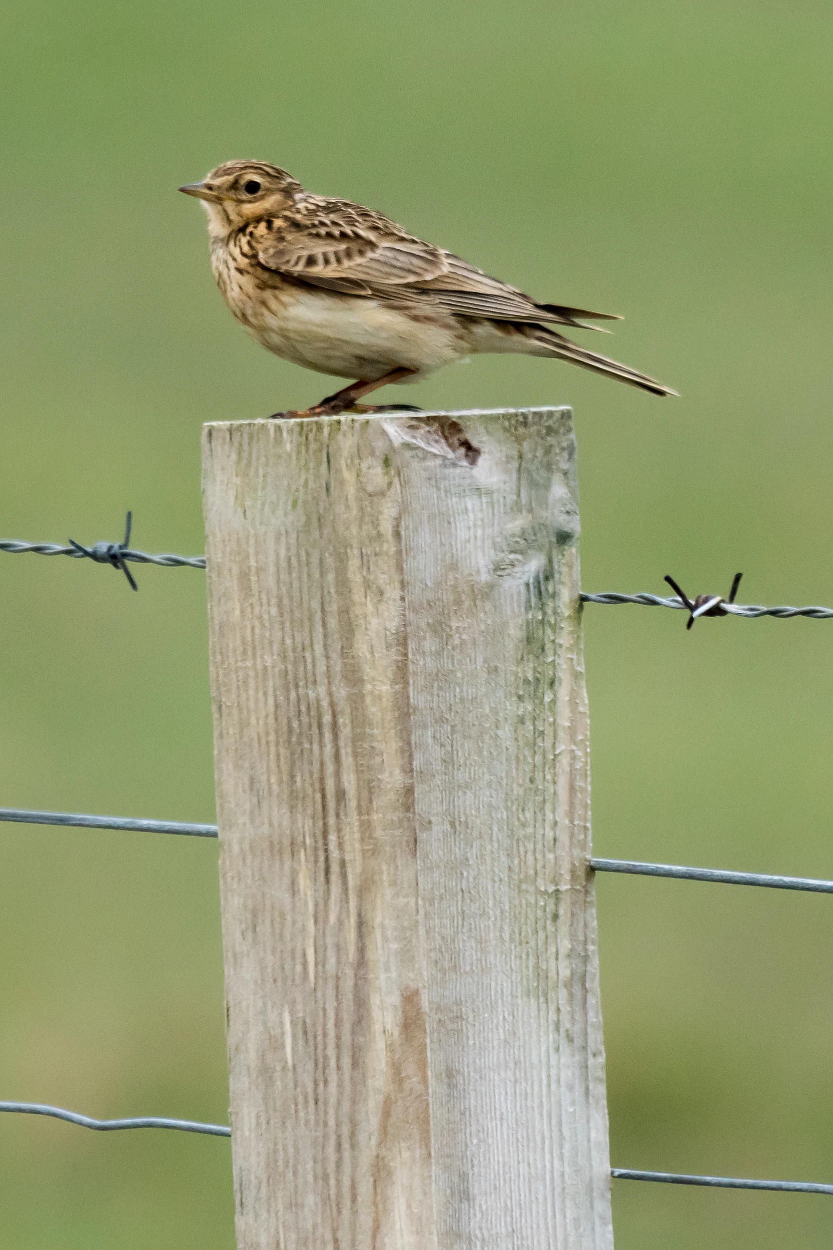Skylark, Unst, UK — photo by Jim Bennett
