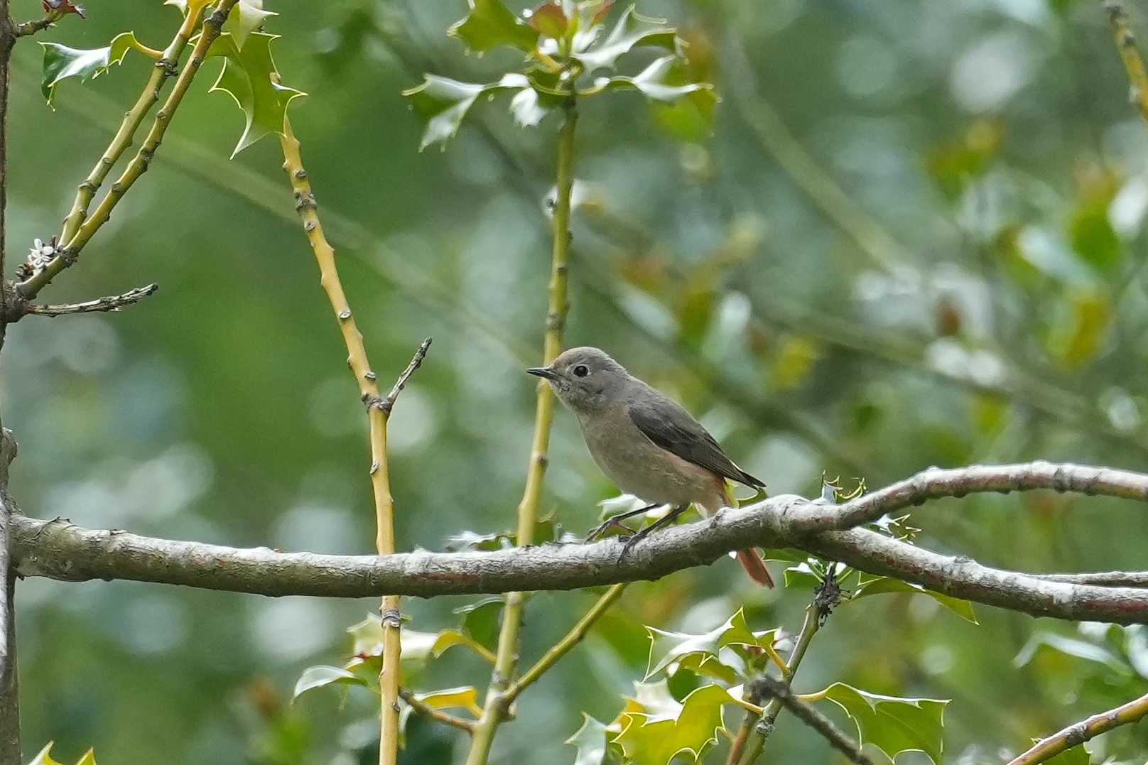 Common Redstart, New Forest, UK — photo by Jim Bennett