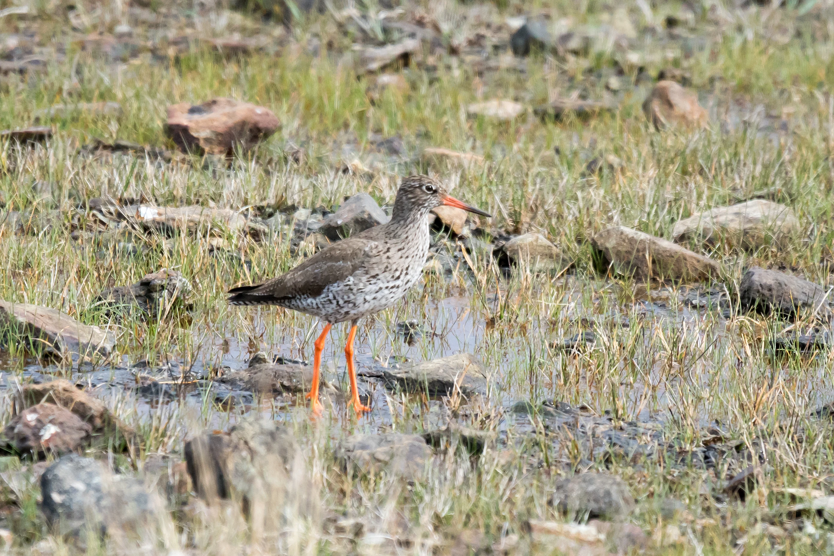 Redshank, Unst, UK — photo by Jim Bennett