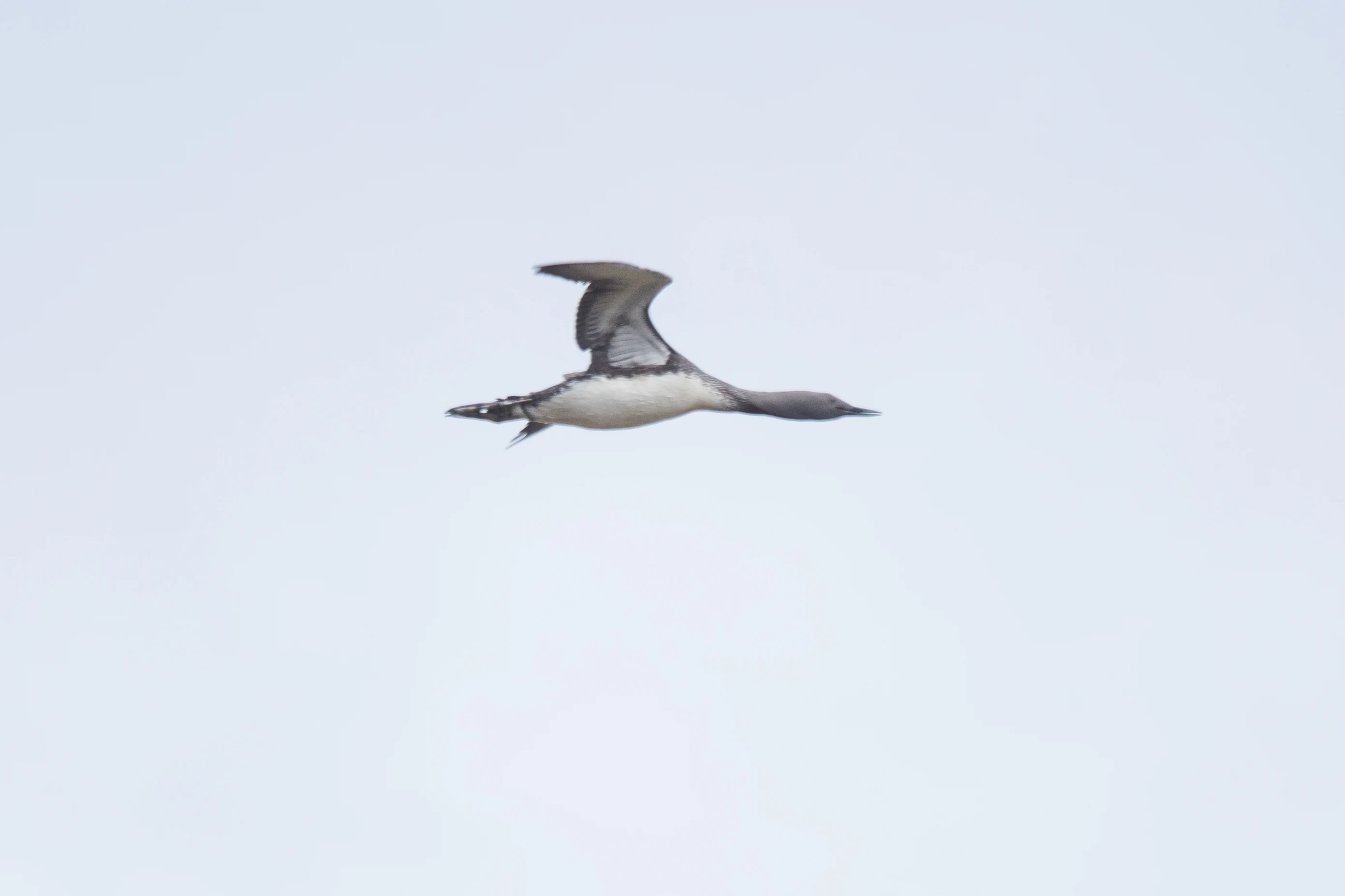Red-throated Diver, Hermaness, Unst, UK — photo by Jim Bennett