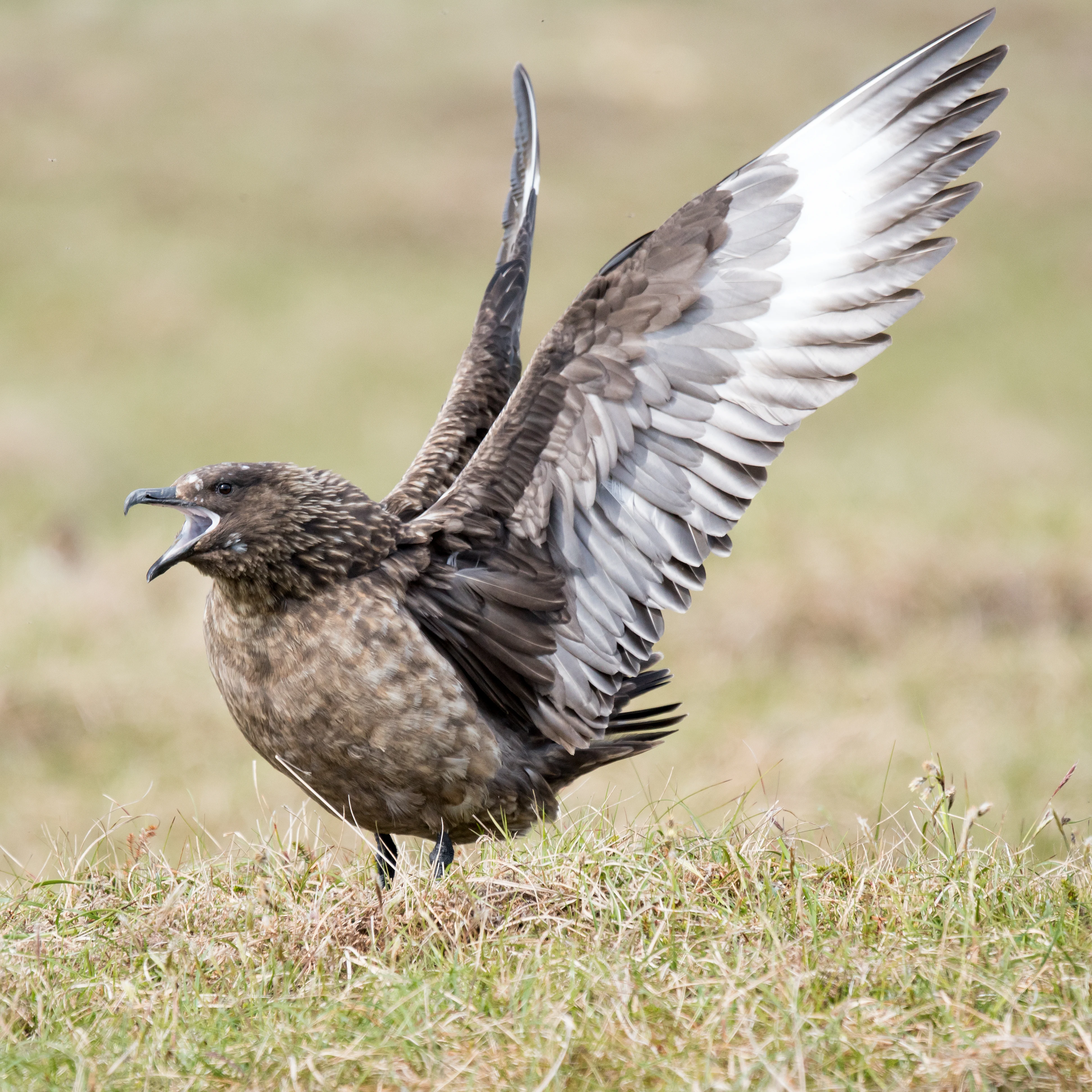 Great Skua, Hermaness, Unst, UK — photo by Jim Bennett