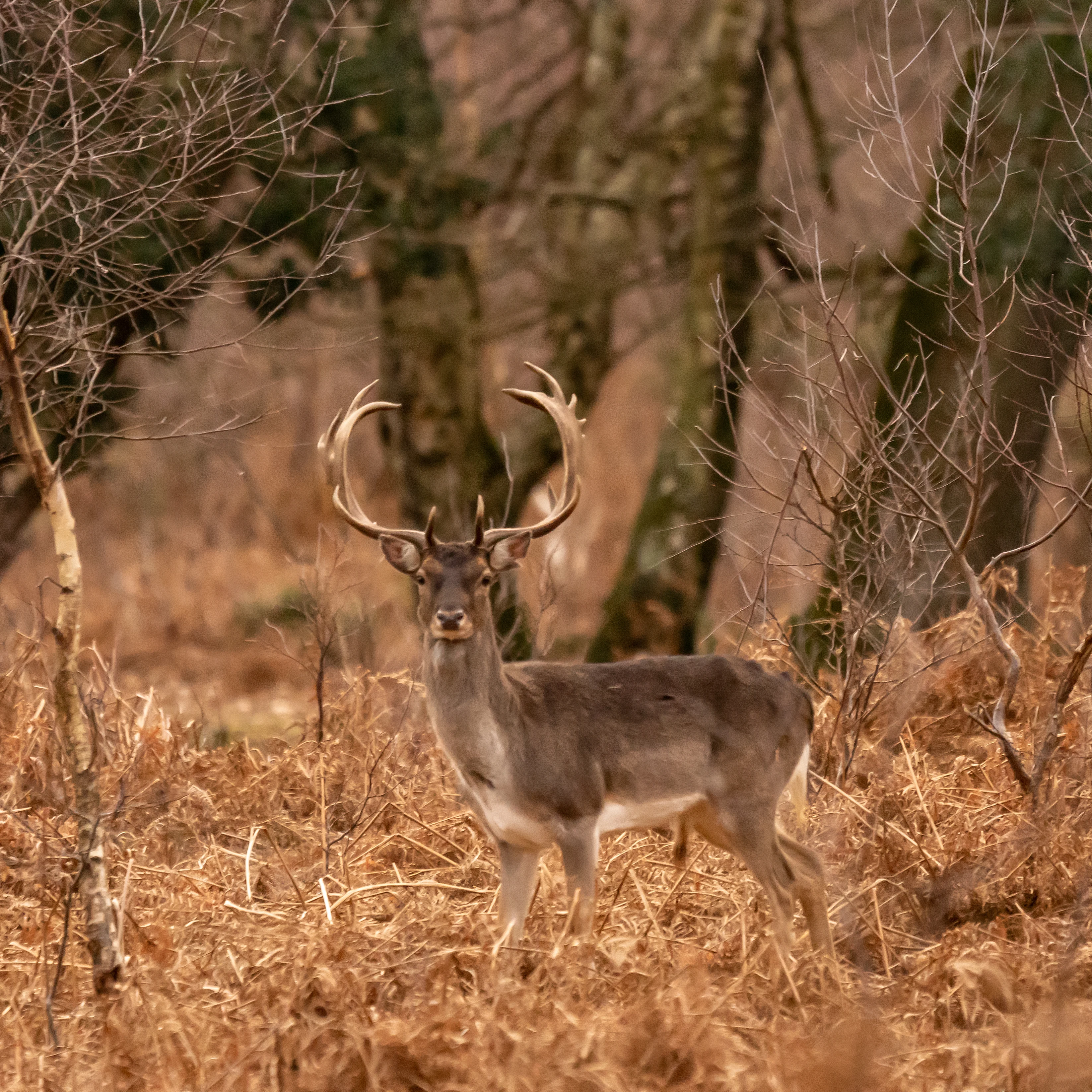 Fallow Deer, New Forest, UK — photo by Jim Bennett