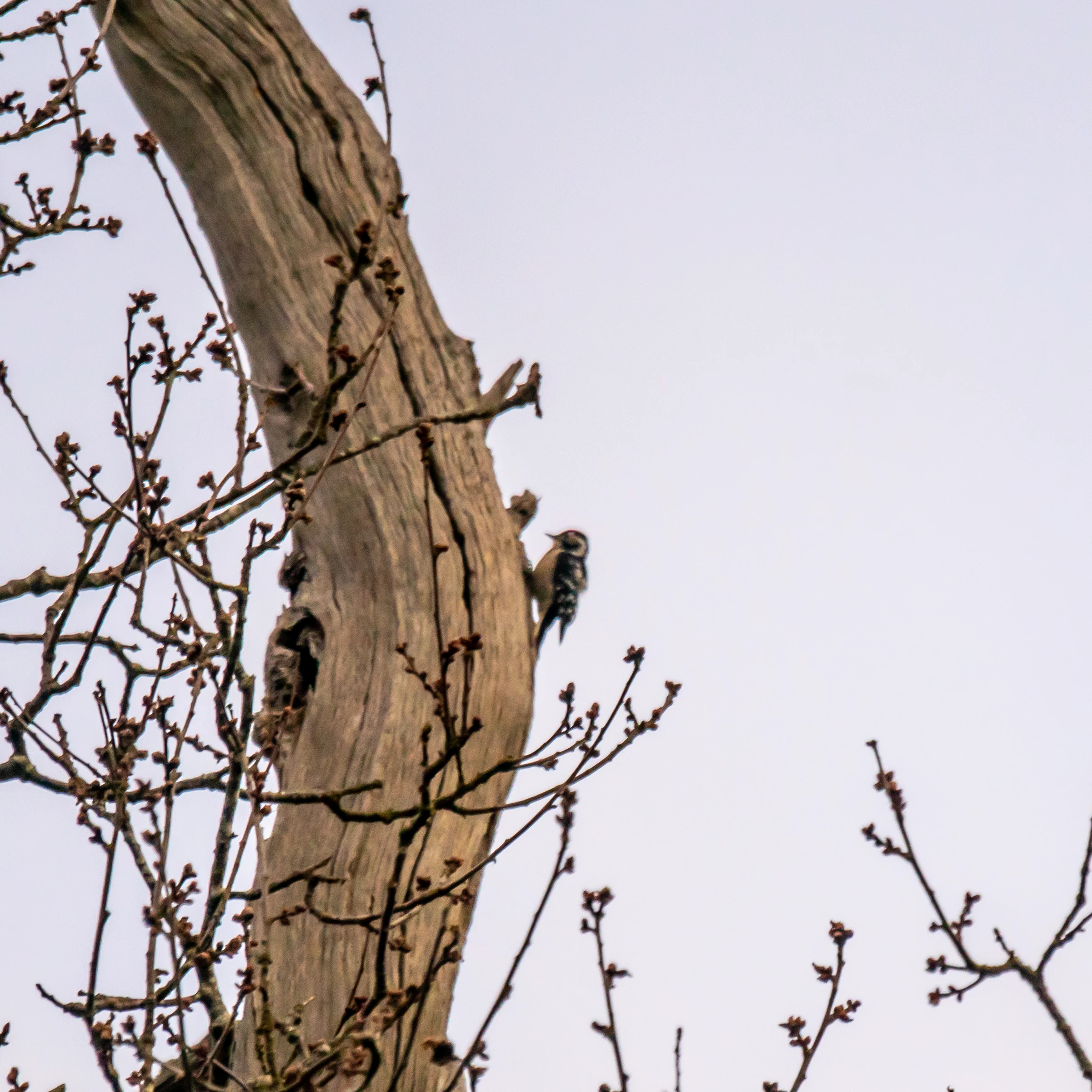Lesser Spotted Woodpecker, New Forest, UK — photo by Jim Bennett