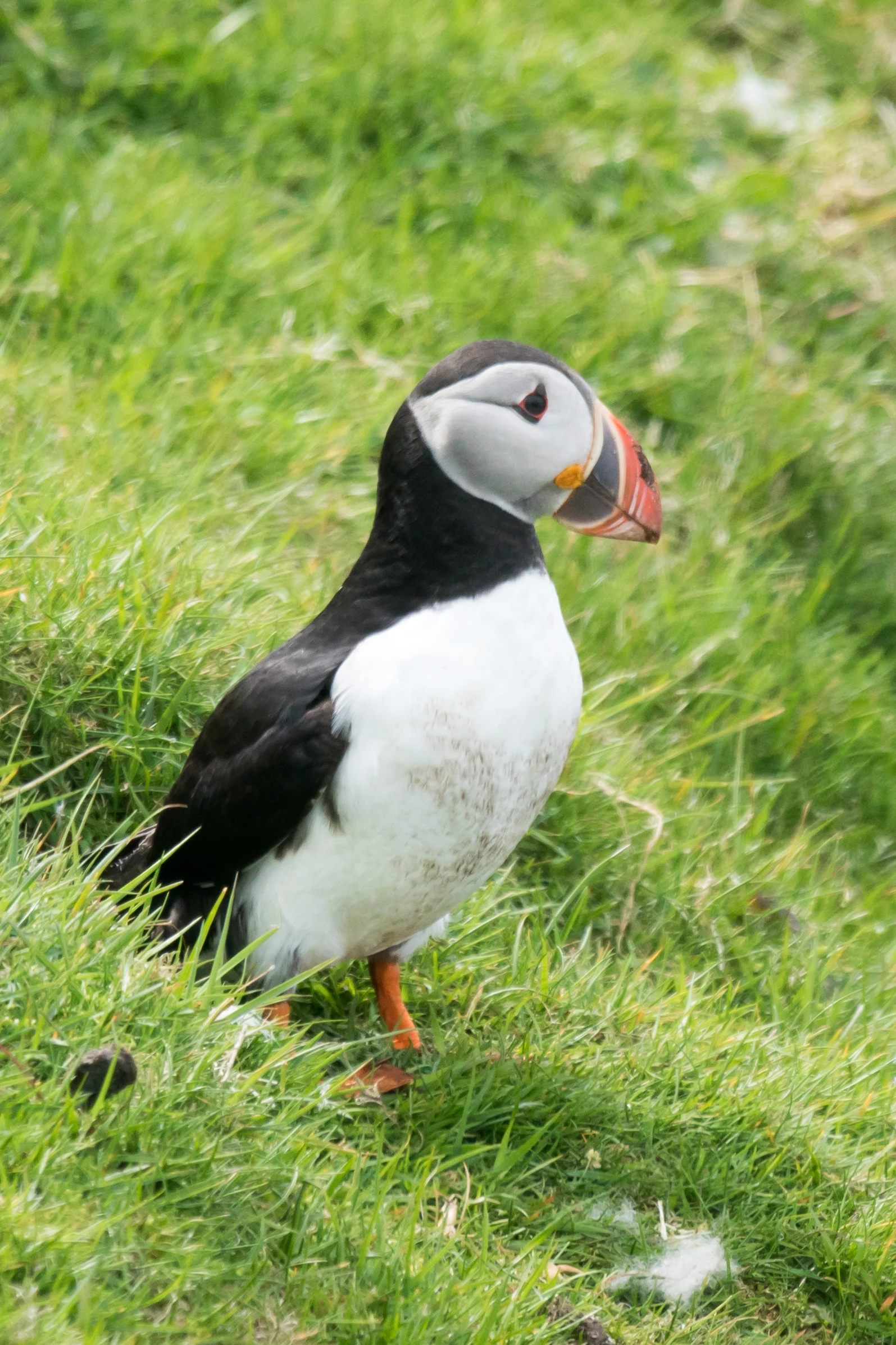Atlantic Puffin, Hermaness, Unst, UK — photo by Jim Bennett