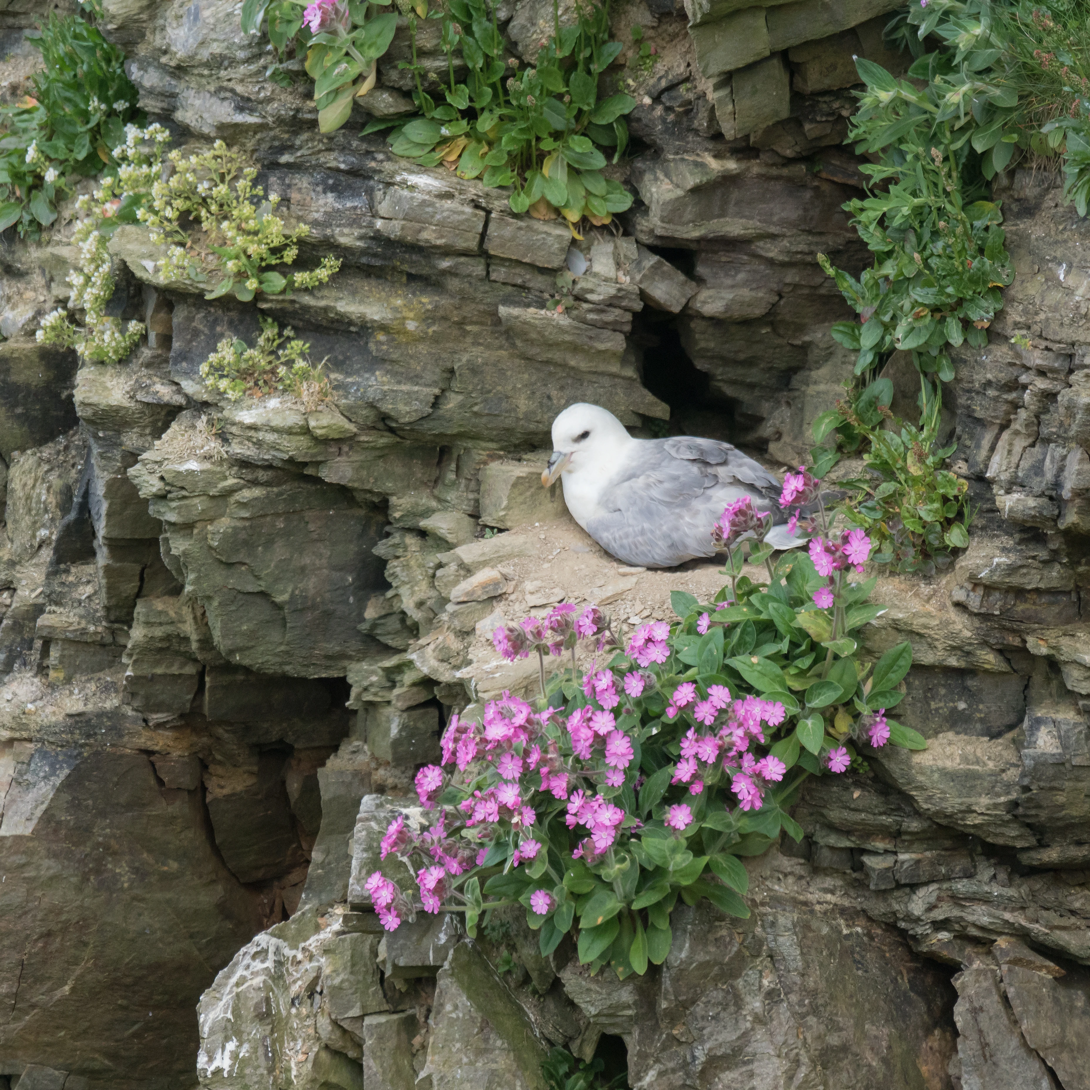 Northern Fulmar, Hermaness, Unst, UK — photo by Jim Bennett