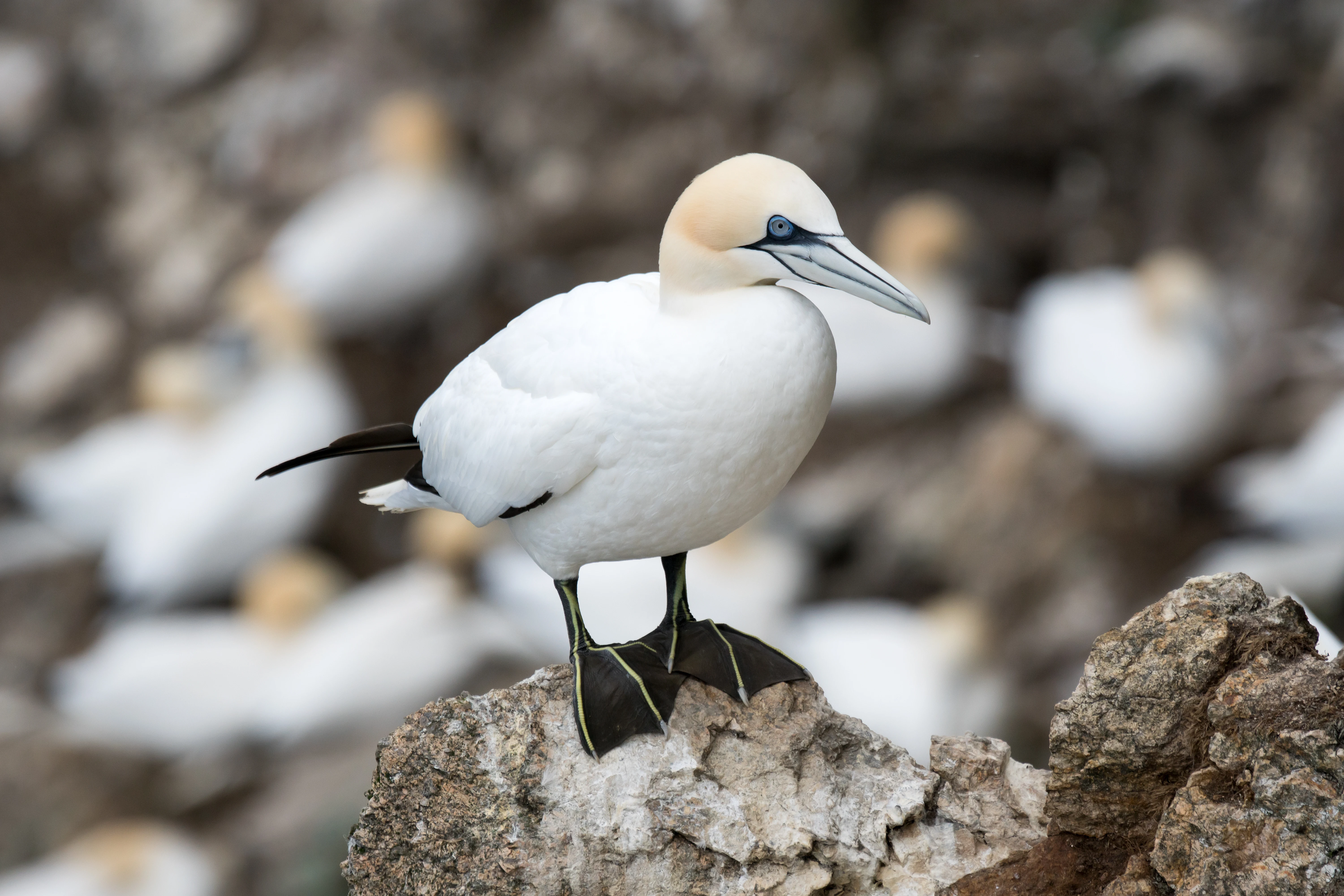 Northern Gannet, Hermaness, Unst, UK — photo by Jim Bennett