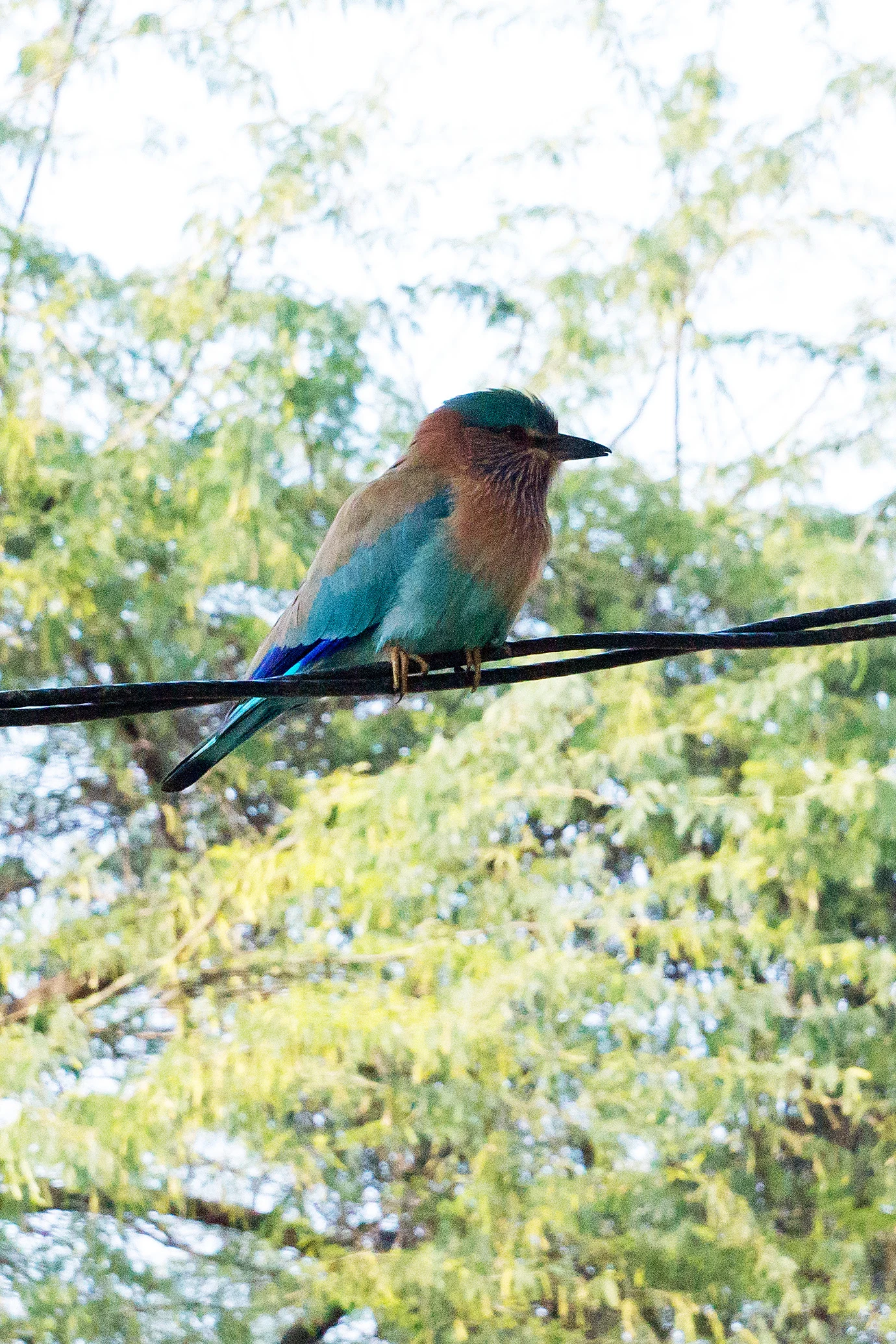 Indian Roller, Bijay Niwas, Rajasthan, India — photo by Jim Bennett
