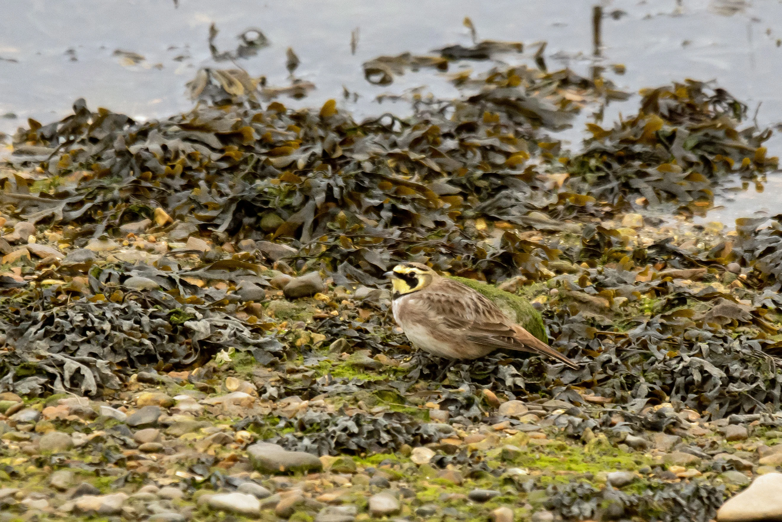 Shore Lark (Horned Lark), Keyhaven, Hampshire, UK — photo by Jim Bennett