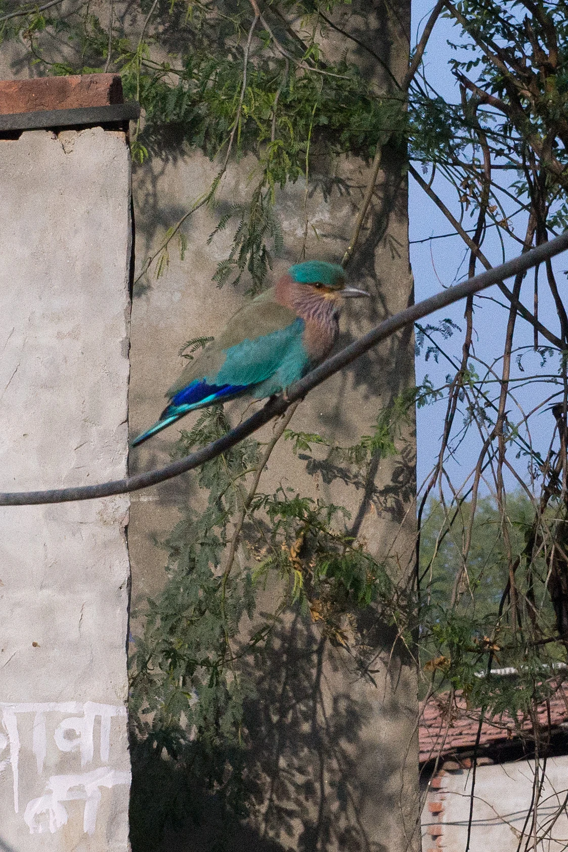 Indian Roller, Bijay Niwas, Rajasthan, India — photo by Jim Bennett
