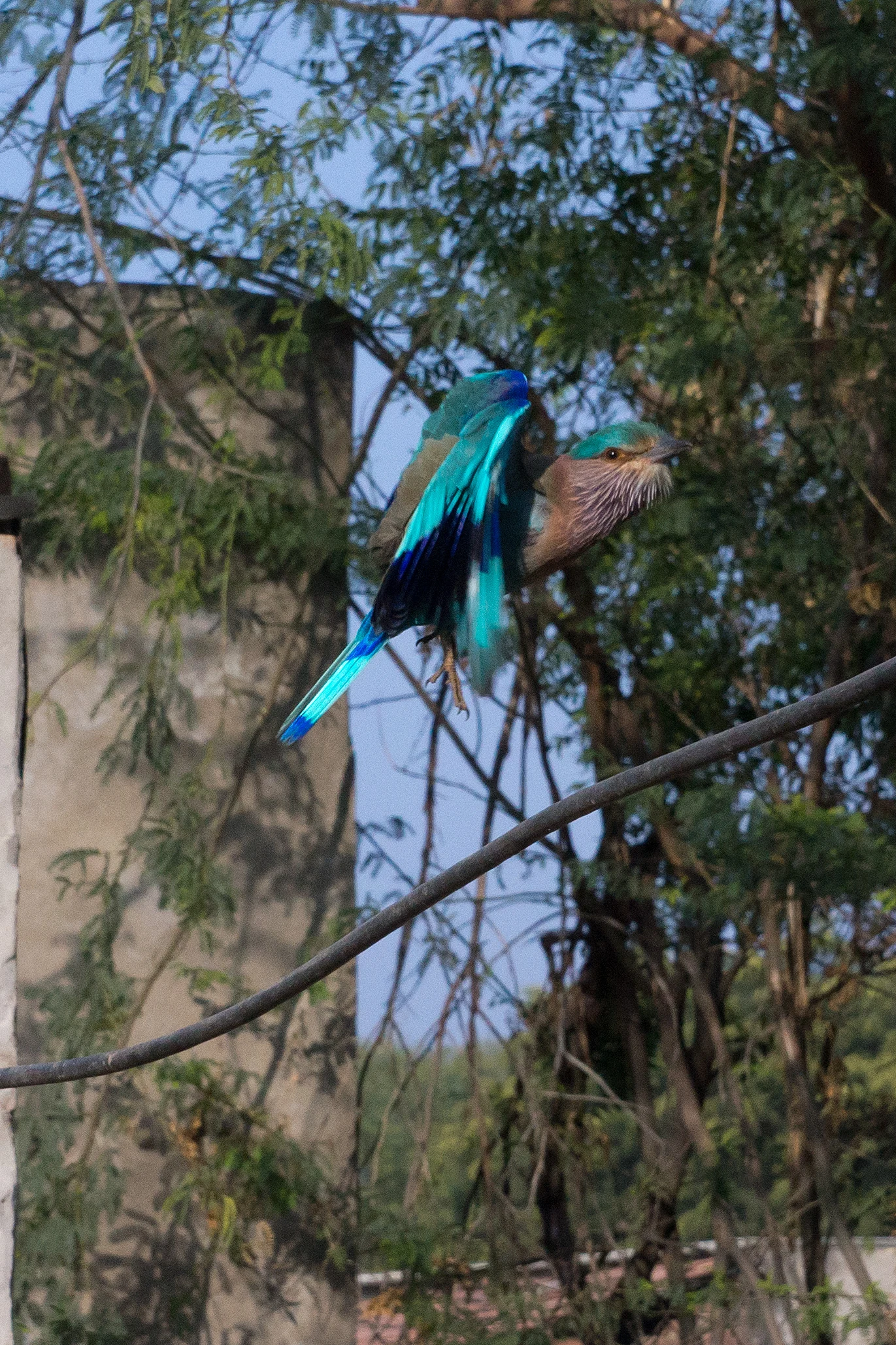 Indian Roller, Bijay Niwas, Rajasthan, India — photo by Jim Bennett