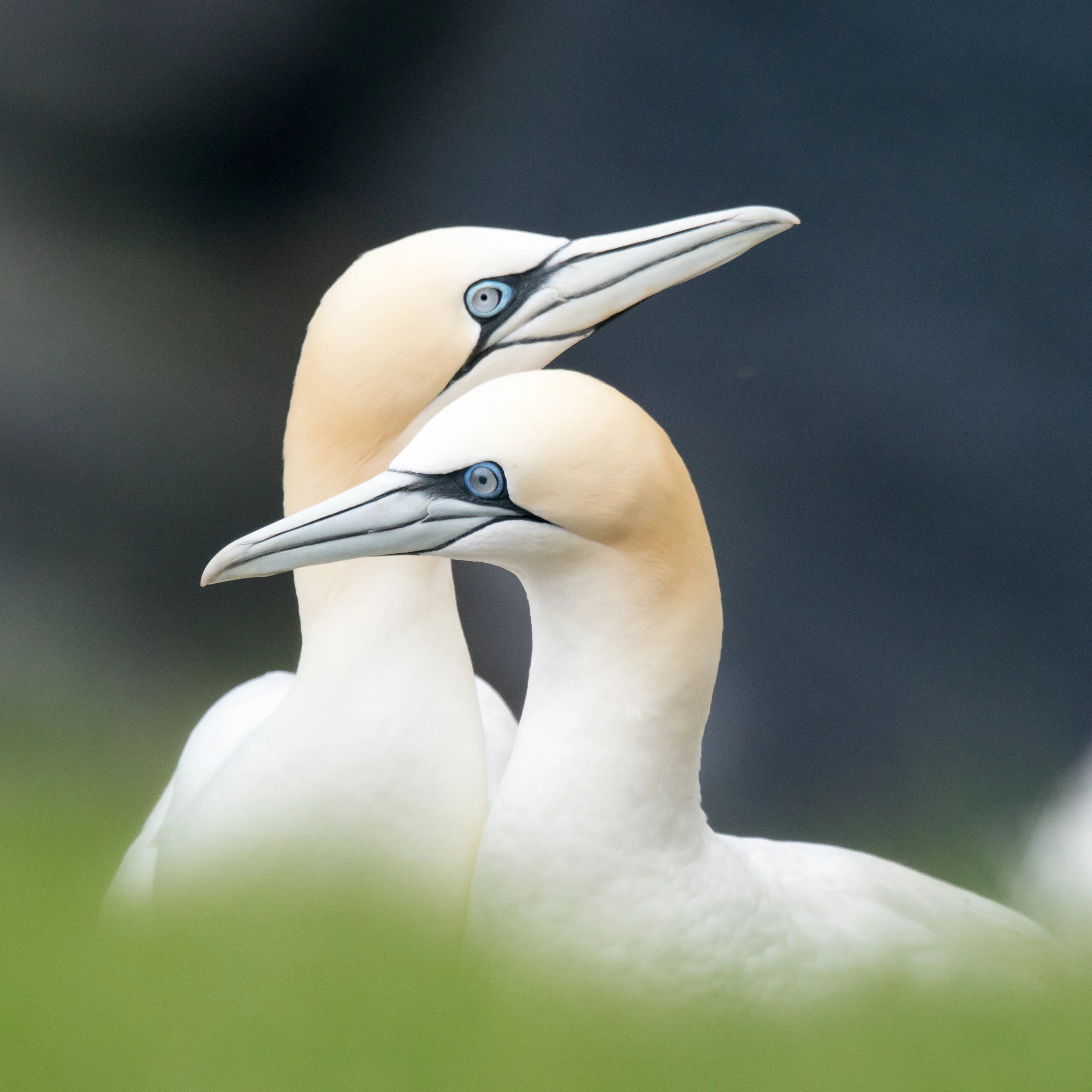 Northern Gannets, Hermaness, Unst, UK — photo by Jim Bennett