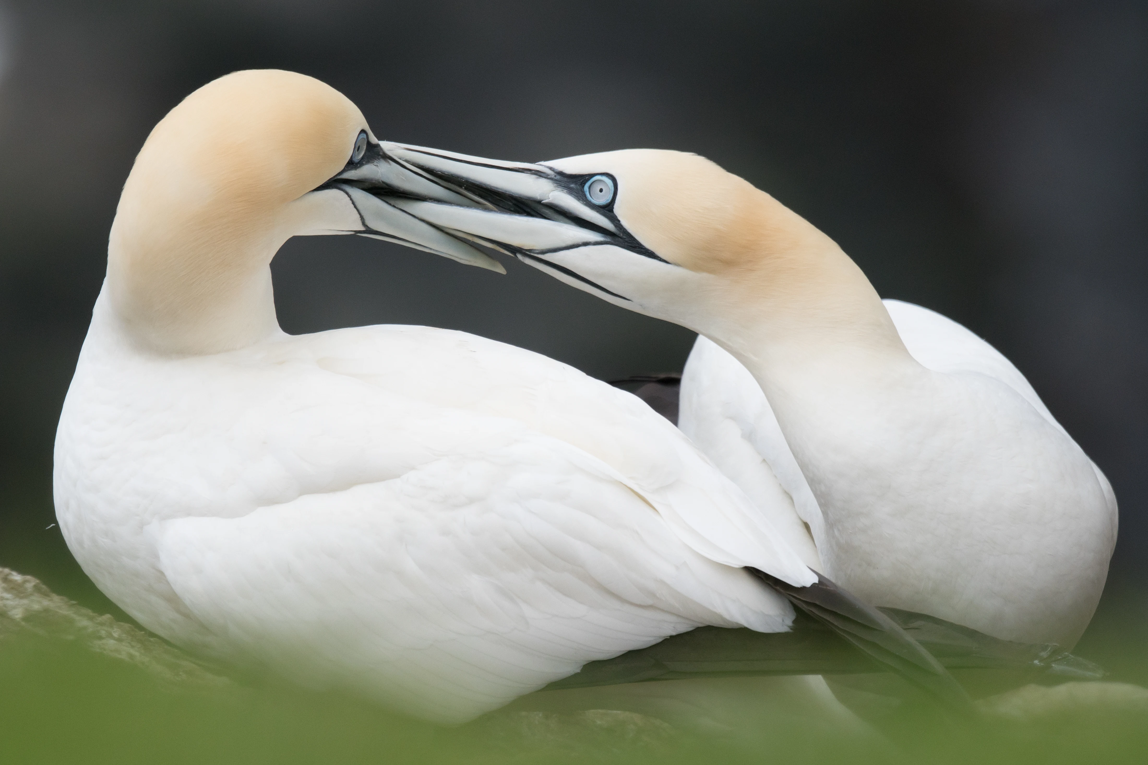 Northern Gannet courtship, Hermaness, Unst, UK — photo by Jim Bennett