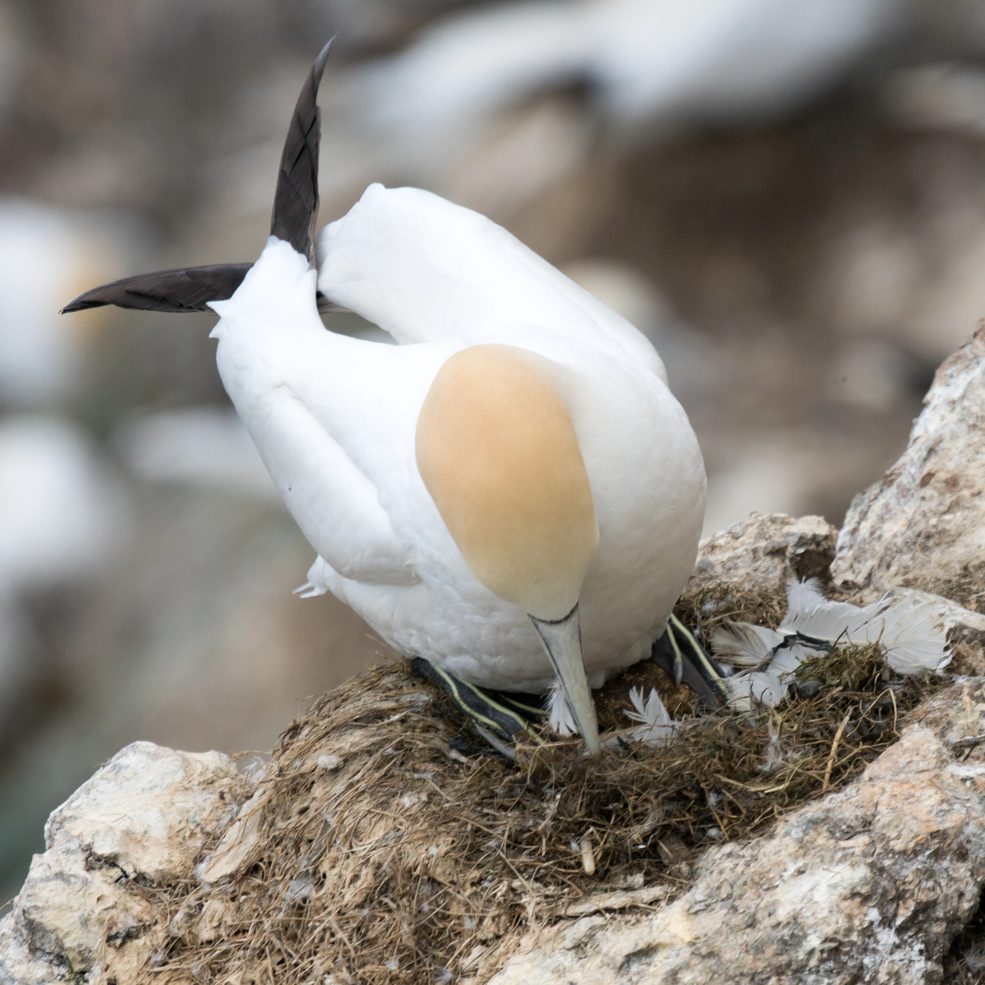 Northern Gannet standing on an egg, Hermaness, Unst, UK — photo by Jim Bennett
