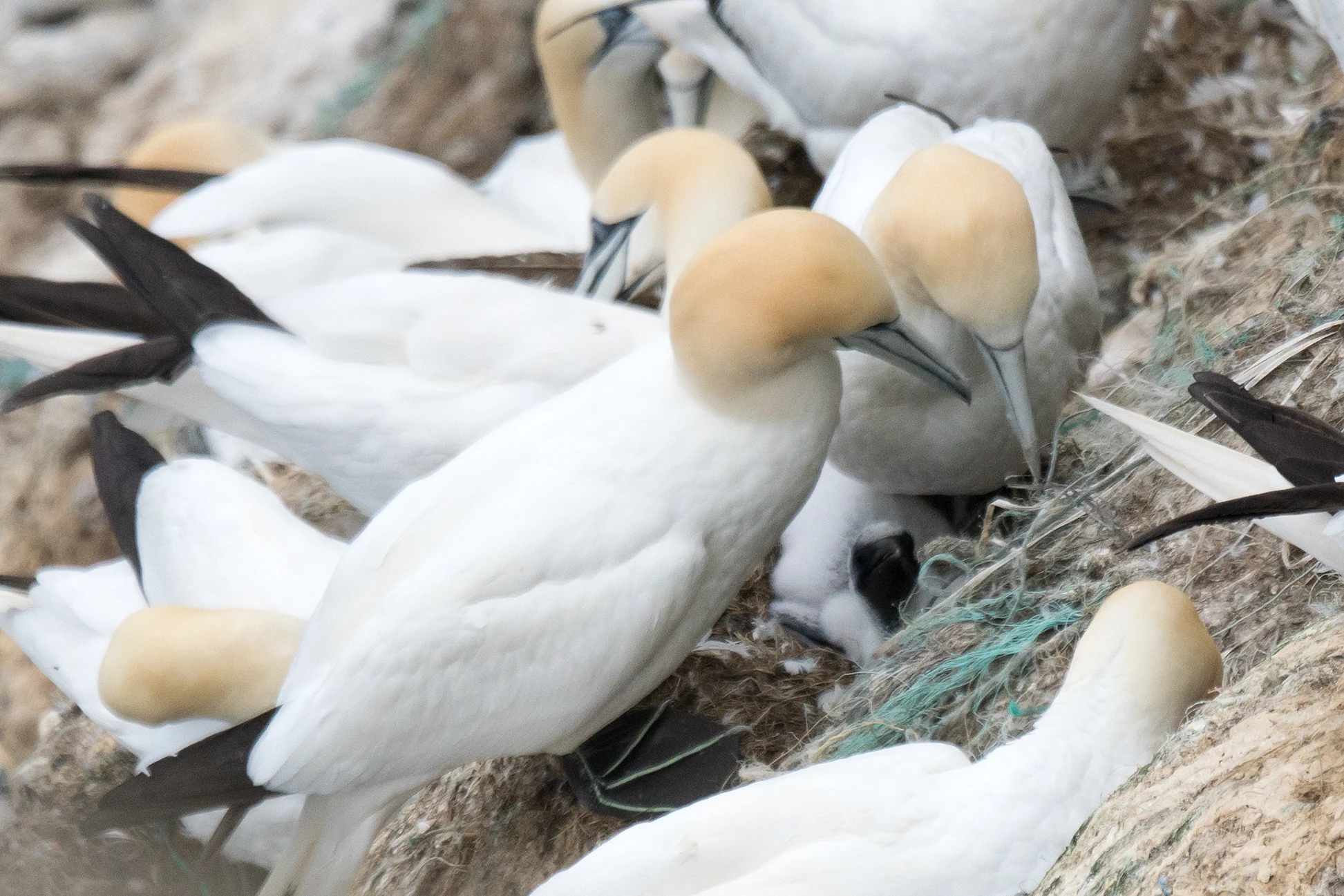 Northern Gannets with a chick, Hermaness, Unst, UK — photo by Jim Bennett