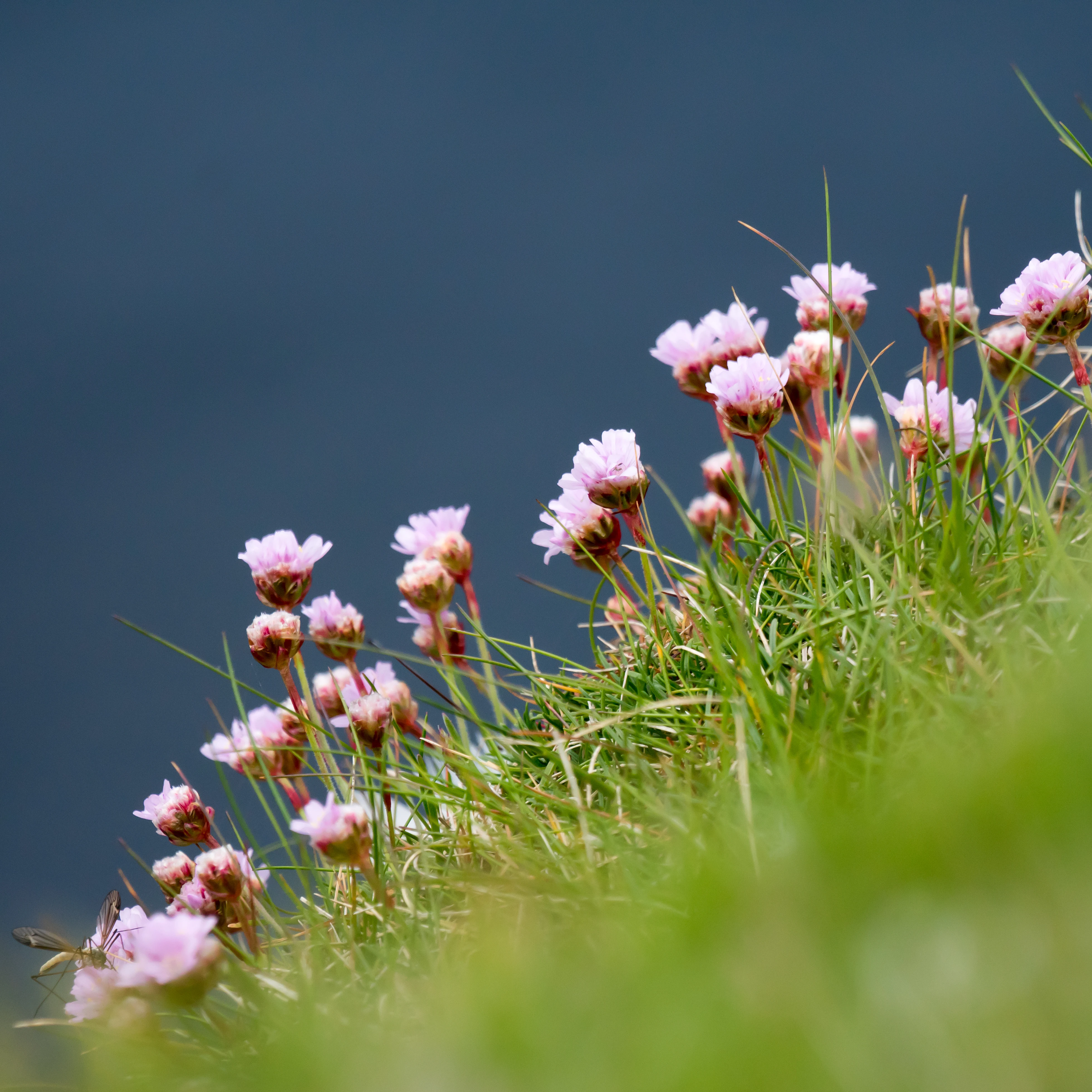 Sea thrift, Hermaness, Unst, UK — photo by Jim Bennett