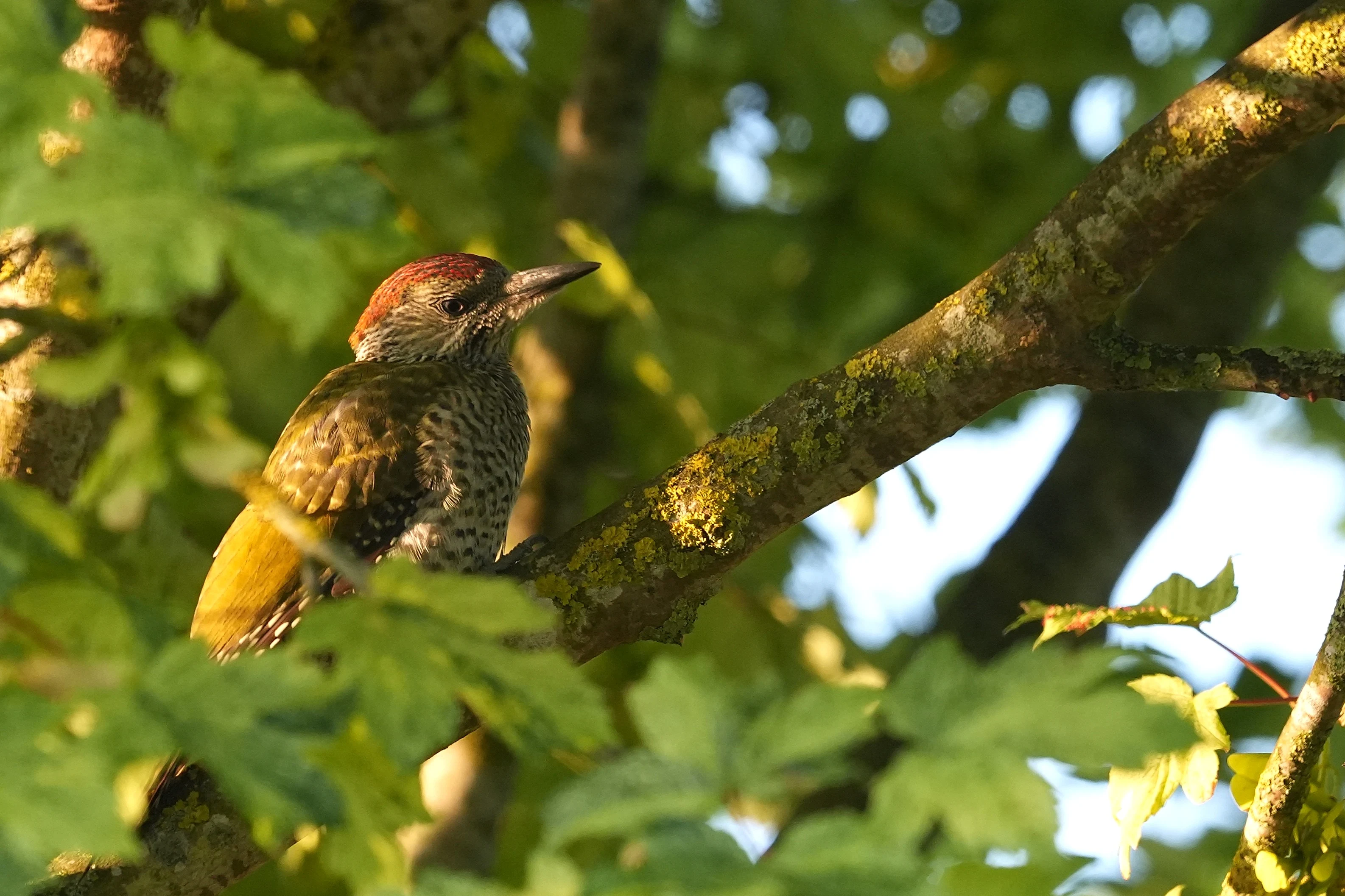 Green woodpecker, juvenile, Culham, Oxfordshire, UK — photo by Jim Bennett