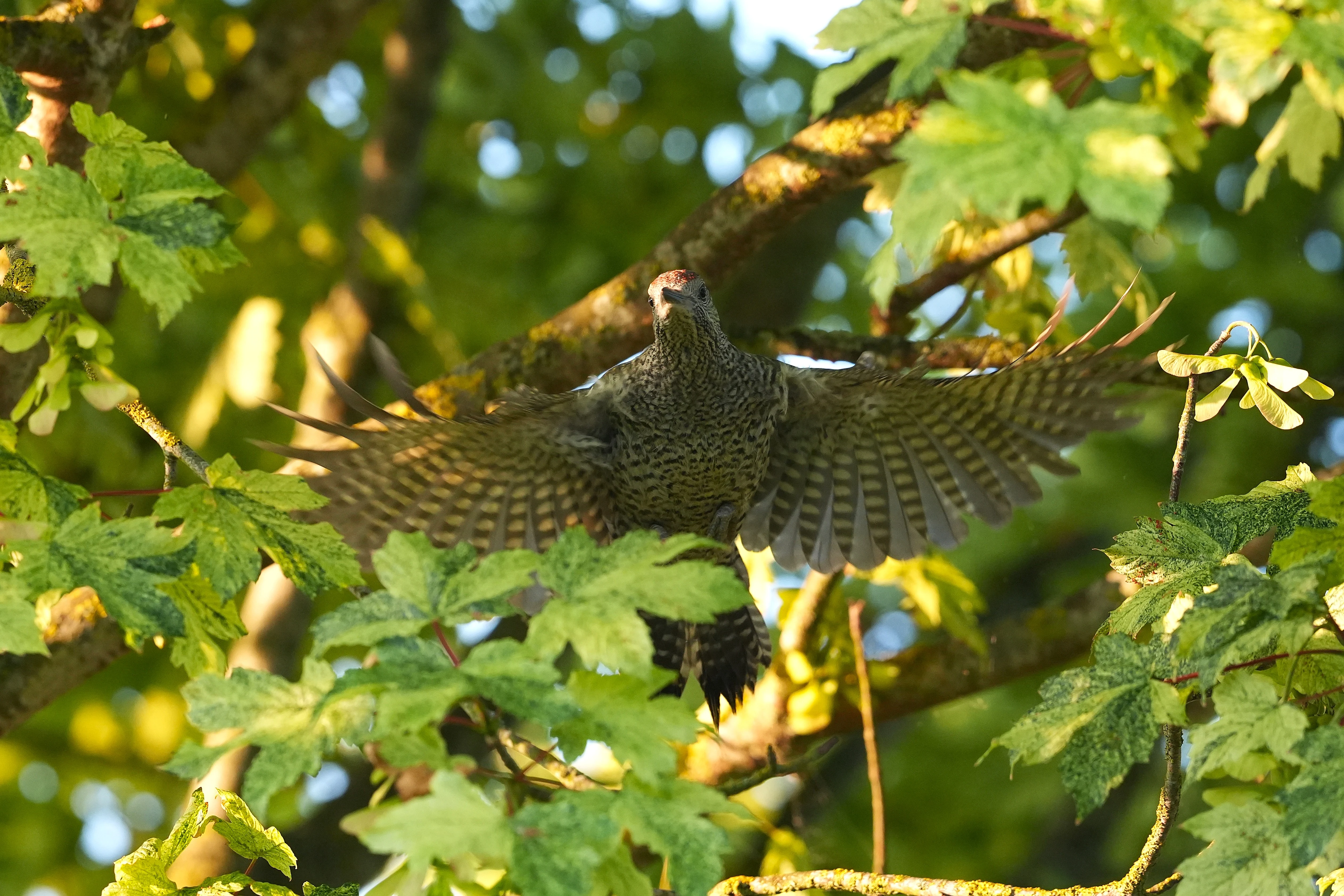 Green woodpecker, juvenile, Culham, Oxfordshire, UK — photo by Jim Bennett
