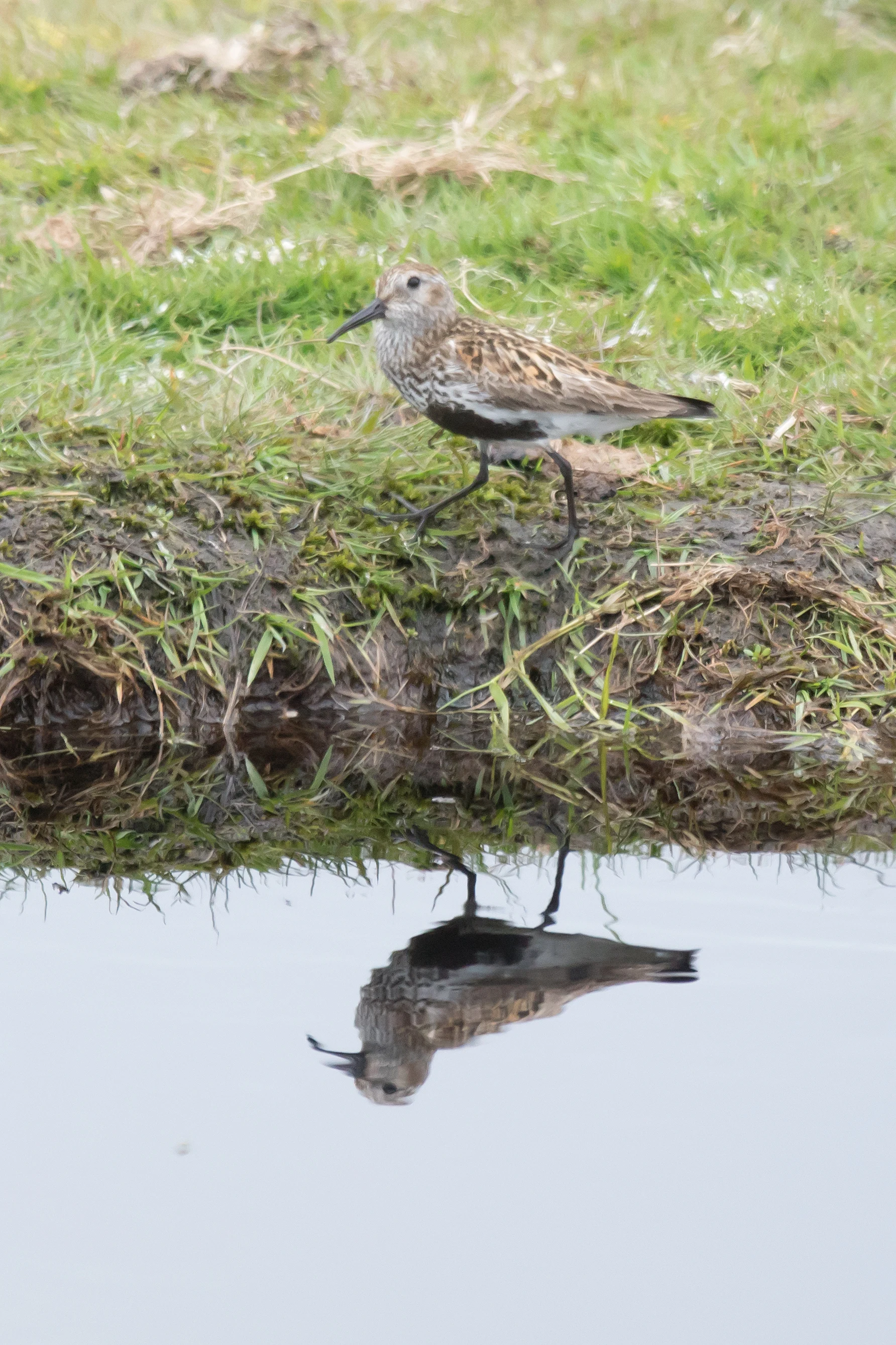 Dunlin, Unst, UK — photo by Jim Bennett