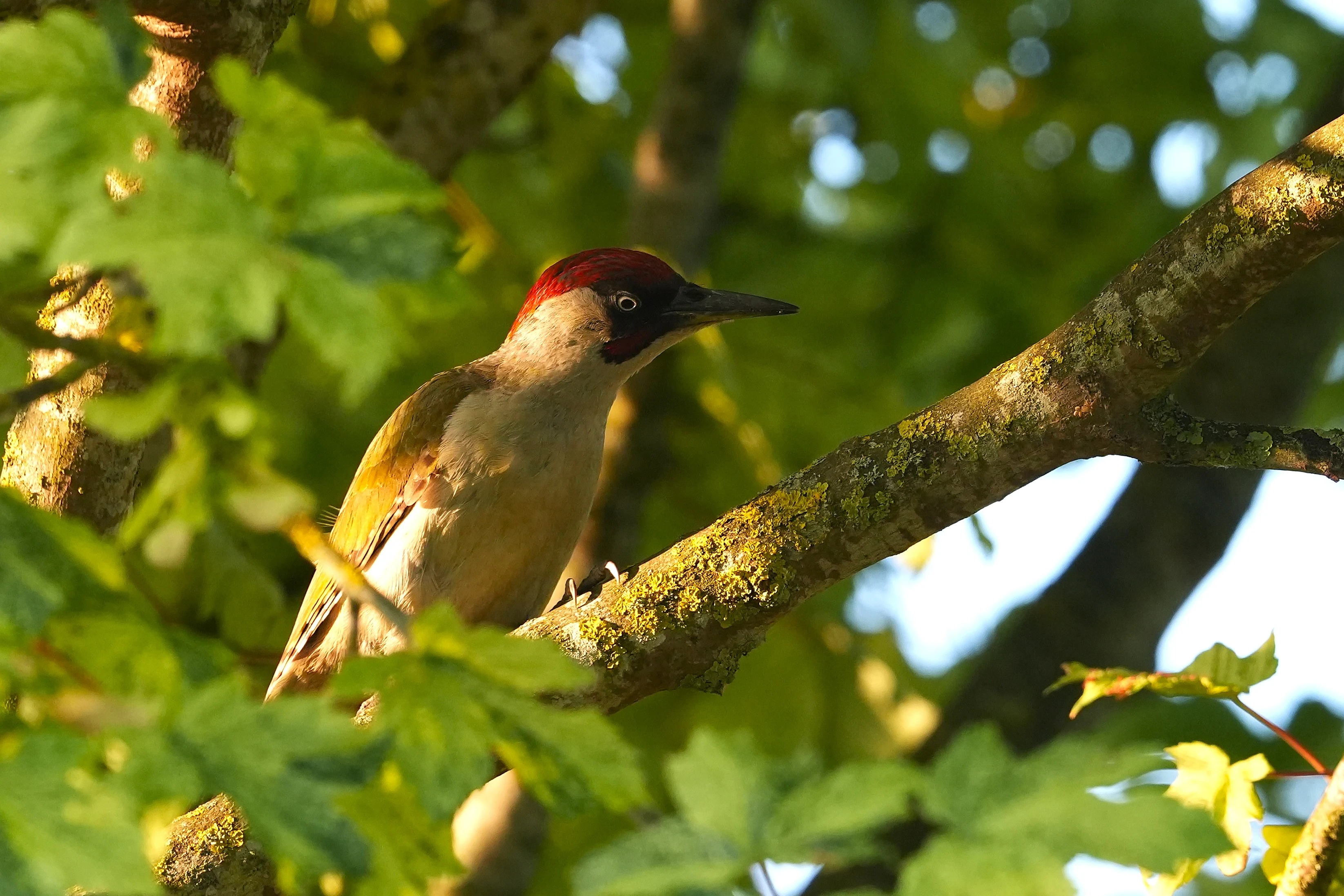 Green woodpecker, adult, Culham, Oxfordshire, UK — photo by Jim Bennett